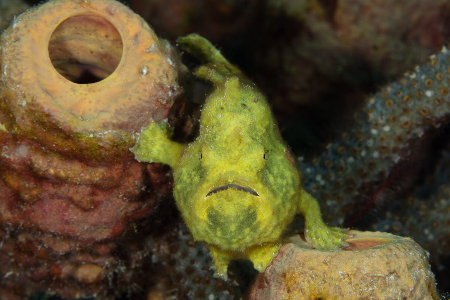 Longlure Frogfish