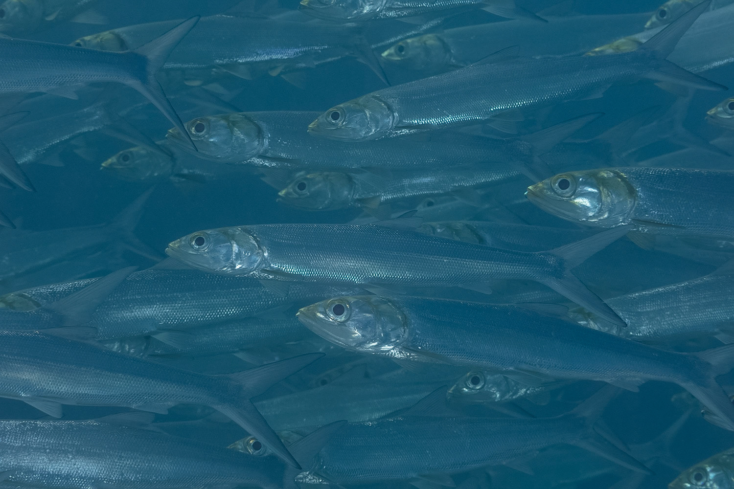 Ladyfish