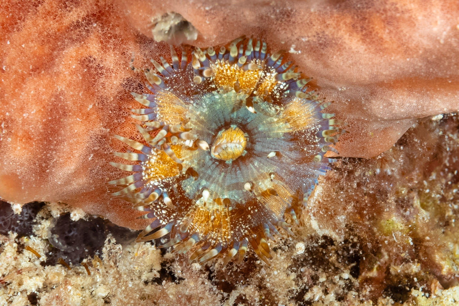 Bellactis coeruleus