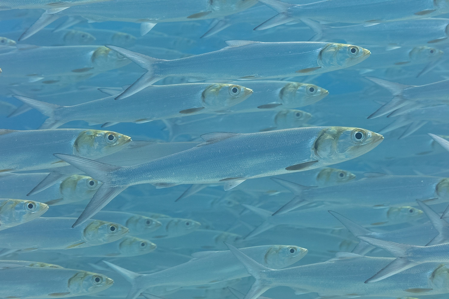Ladyfish