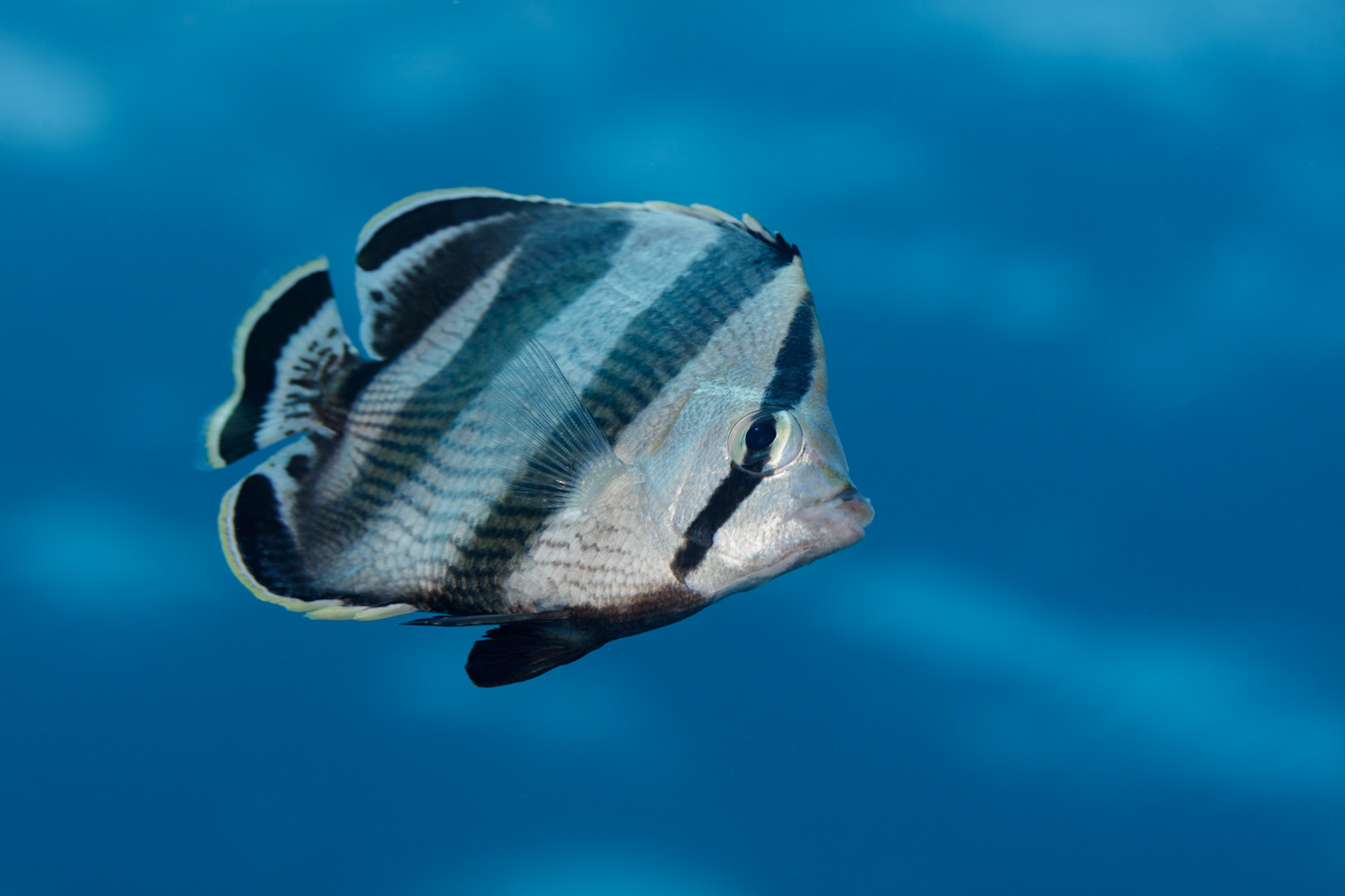 Banded Butterflyfish