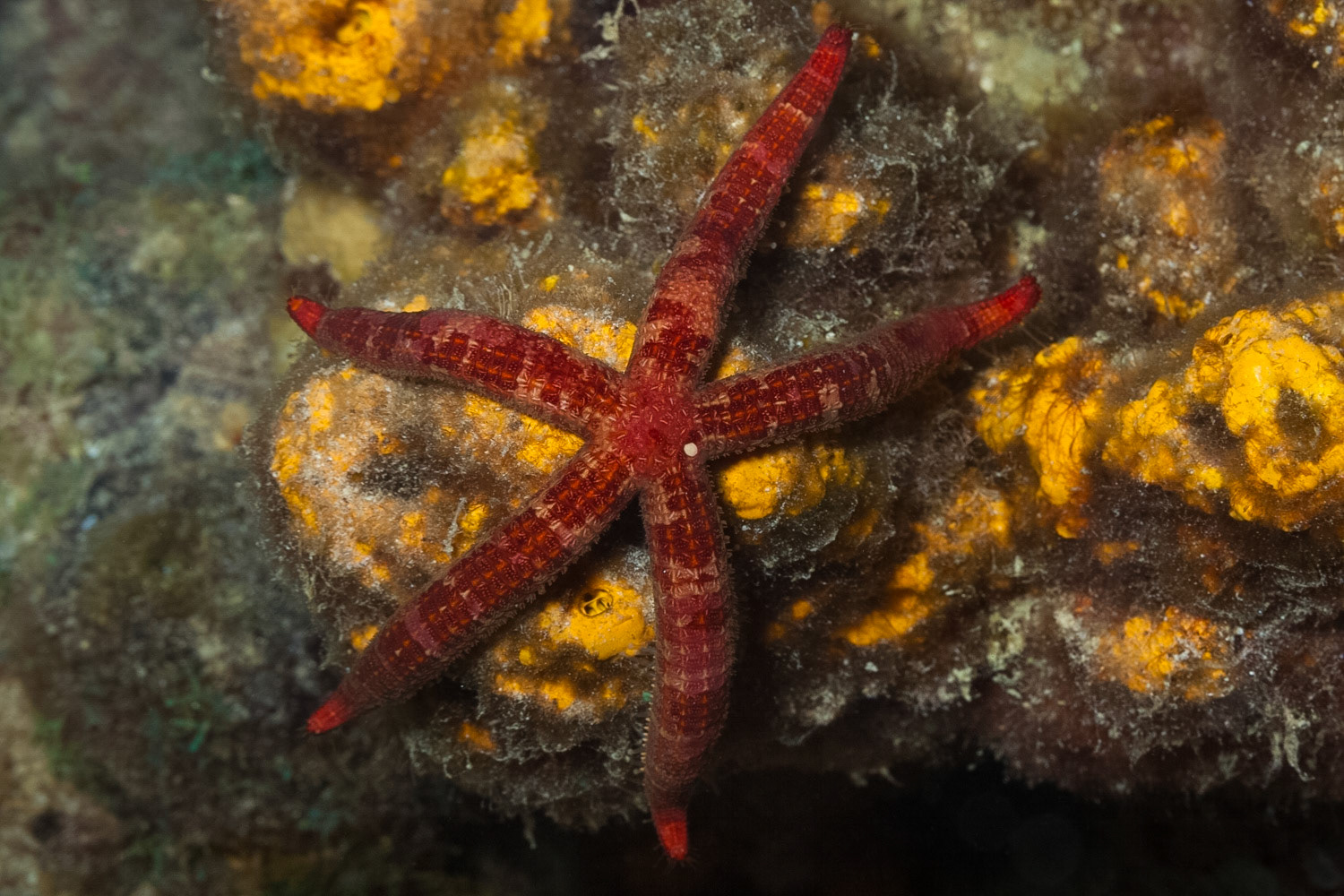 Mottled Sea Star
