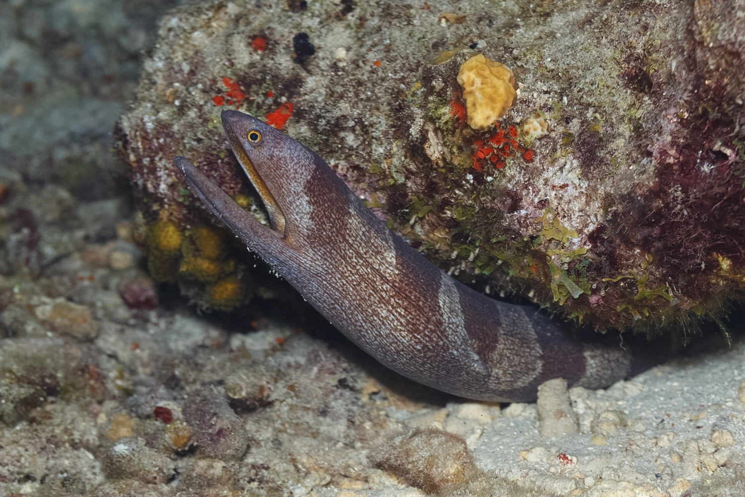 Broadbanded Moray