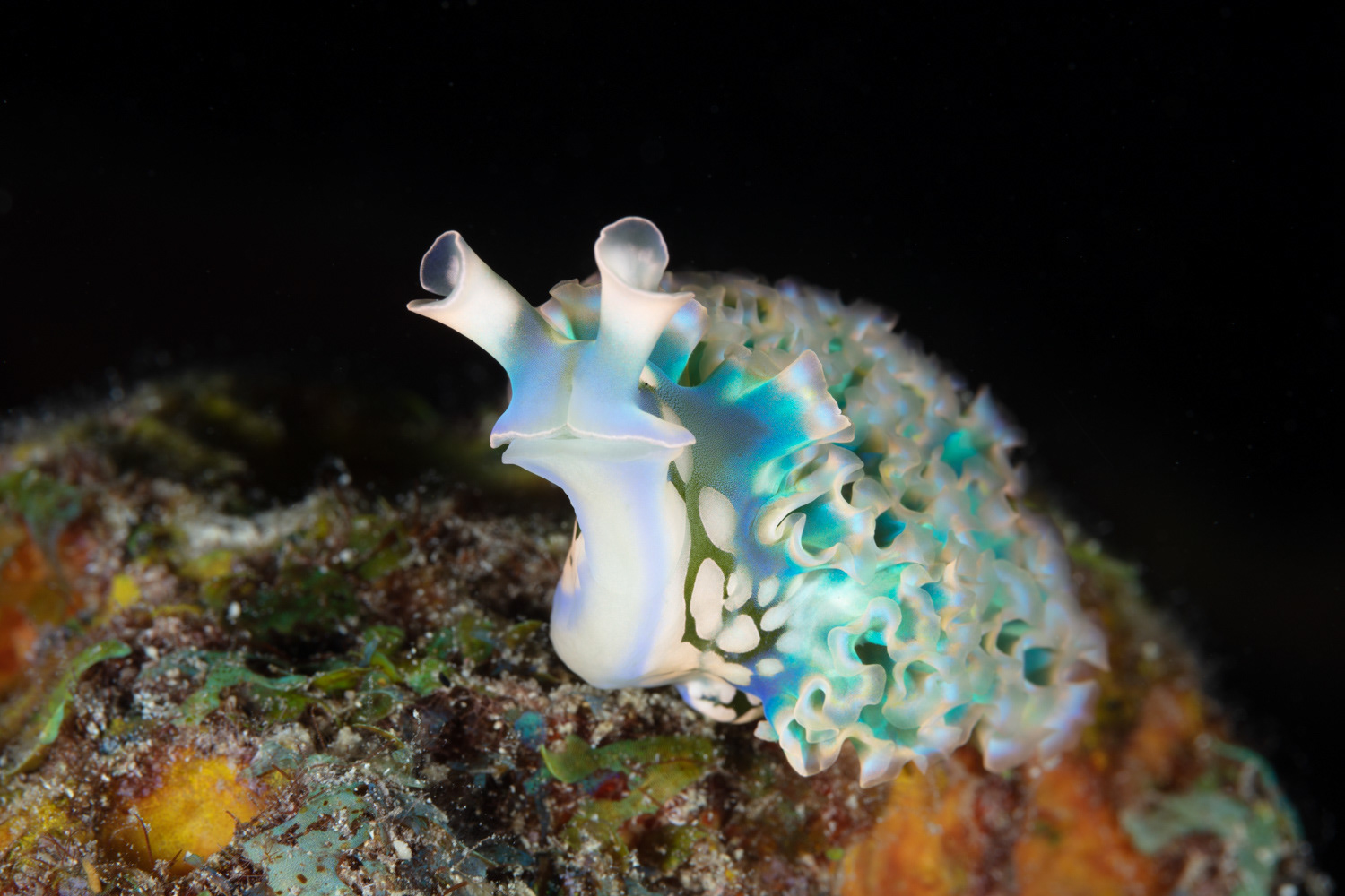 Lettuce Sea Slug