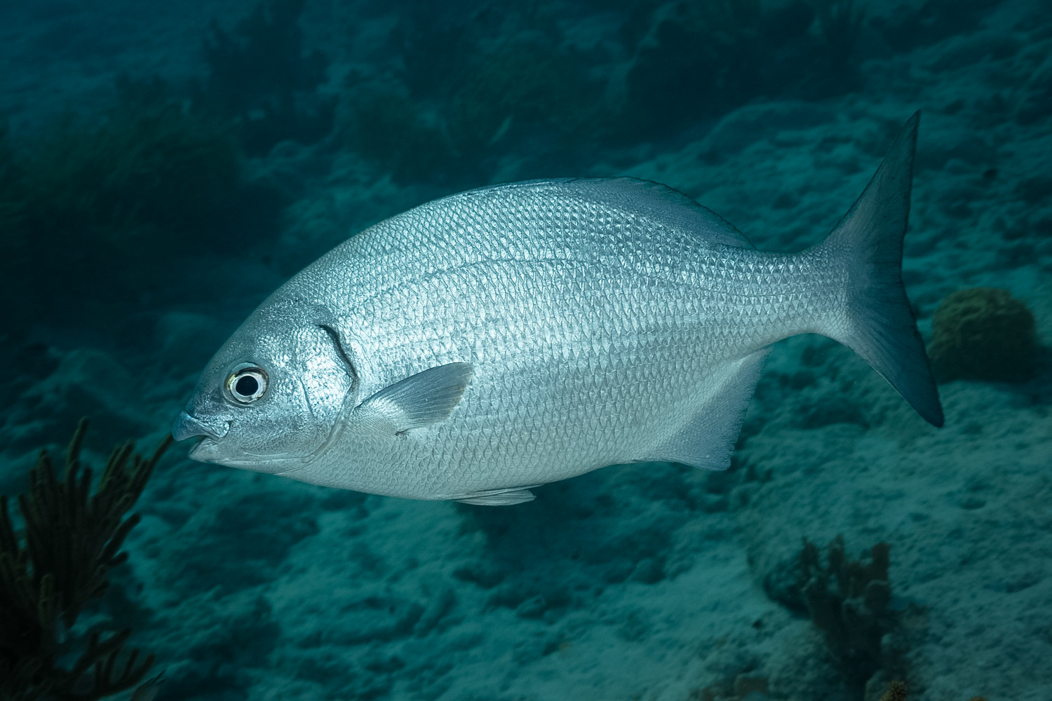 Bermuda / Gray Chub