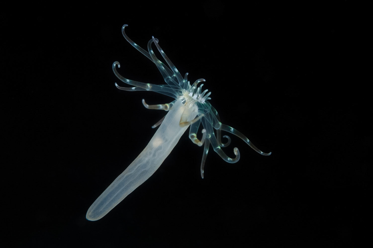 Banded Tube-Dwelling Anemone, Settling