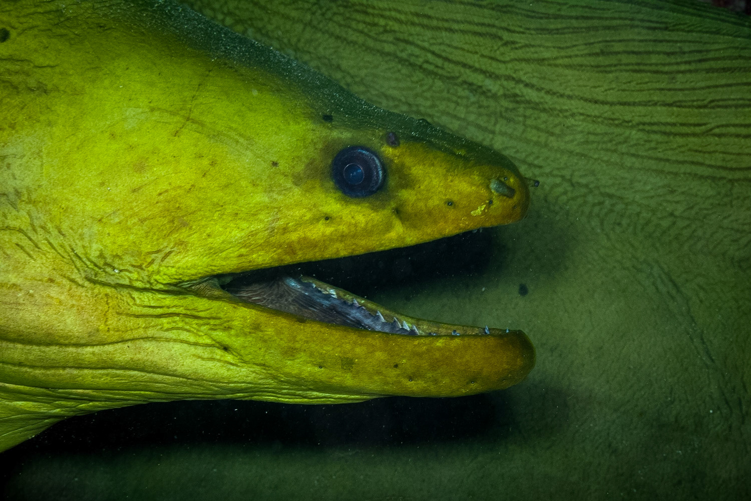 Green Moray