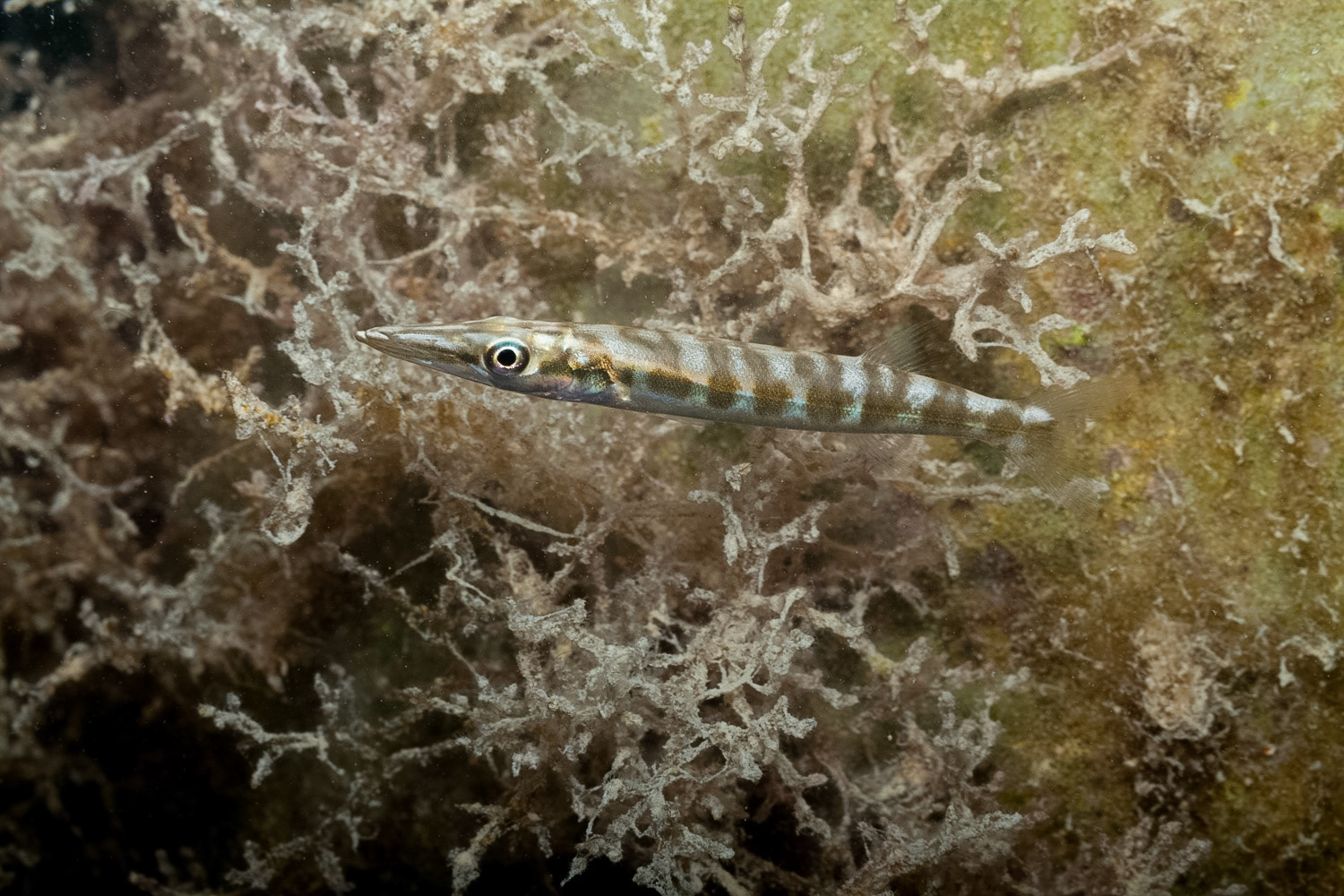 Barracuda Juvenile
