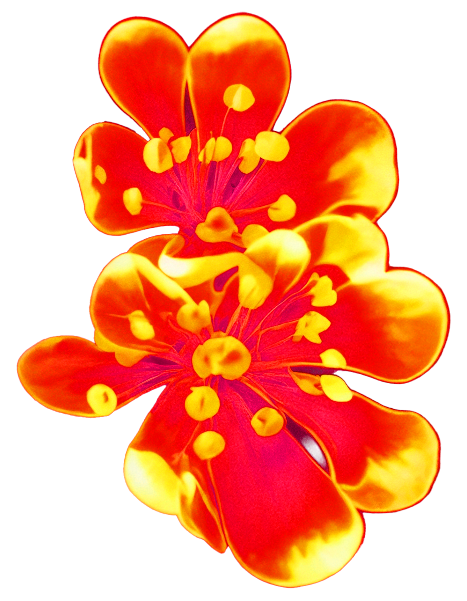 Key frame of glowing flower animation component
