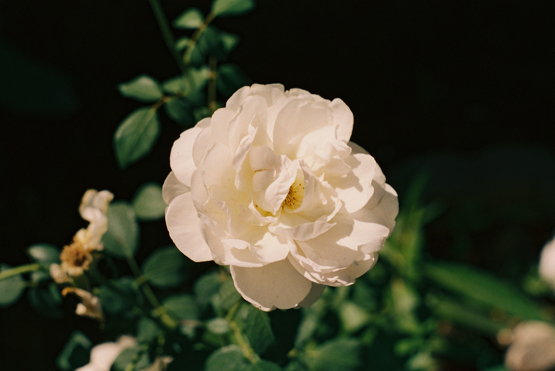 David Austin Rose