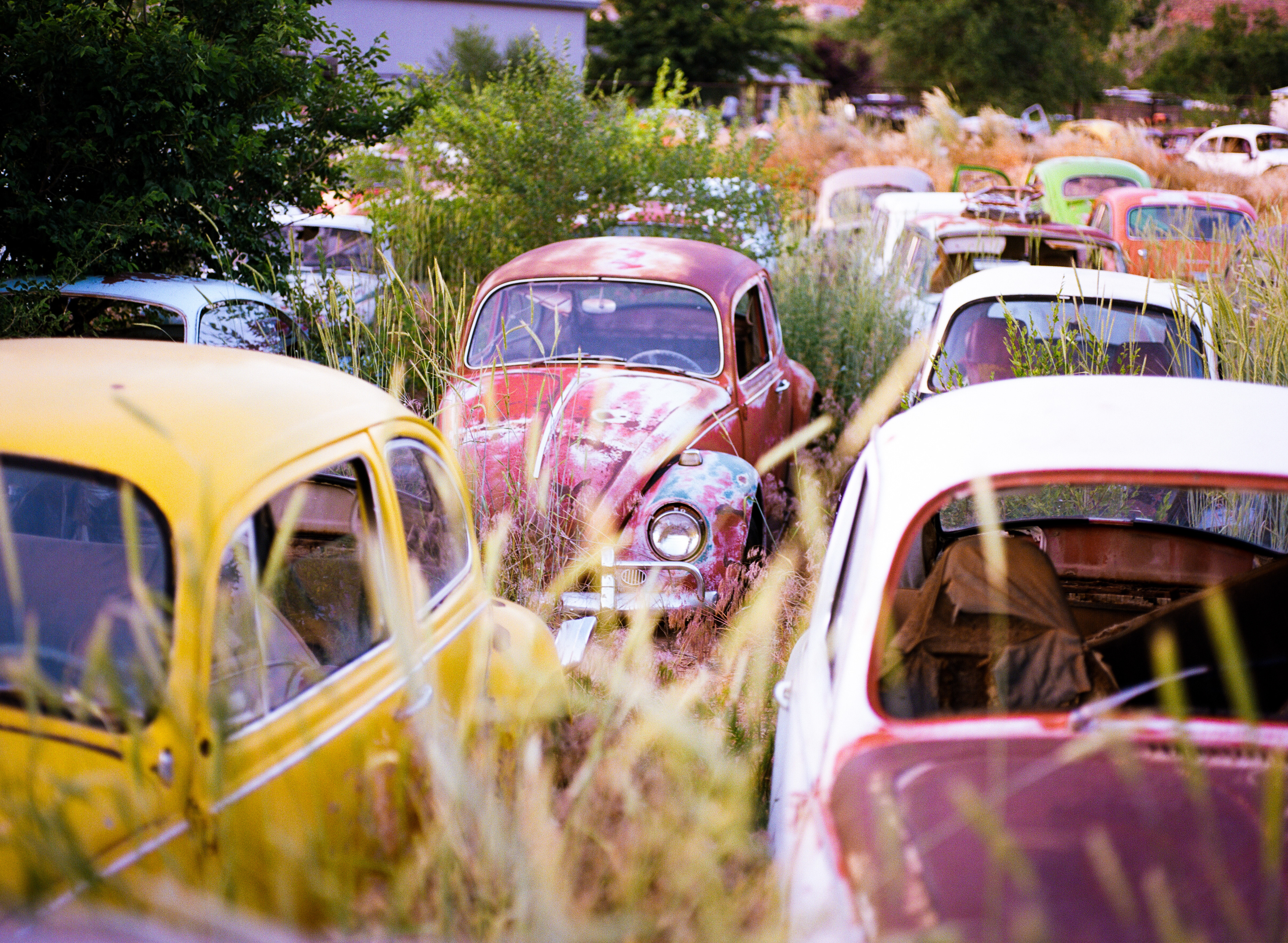 Volkswagen Beetle