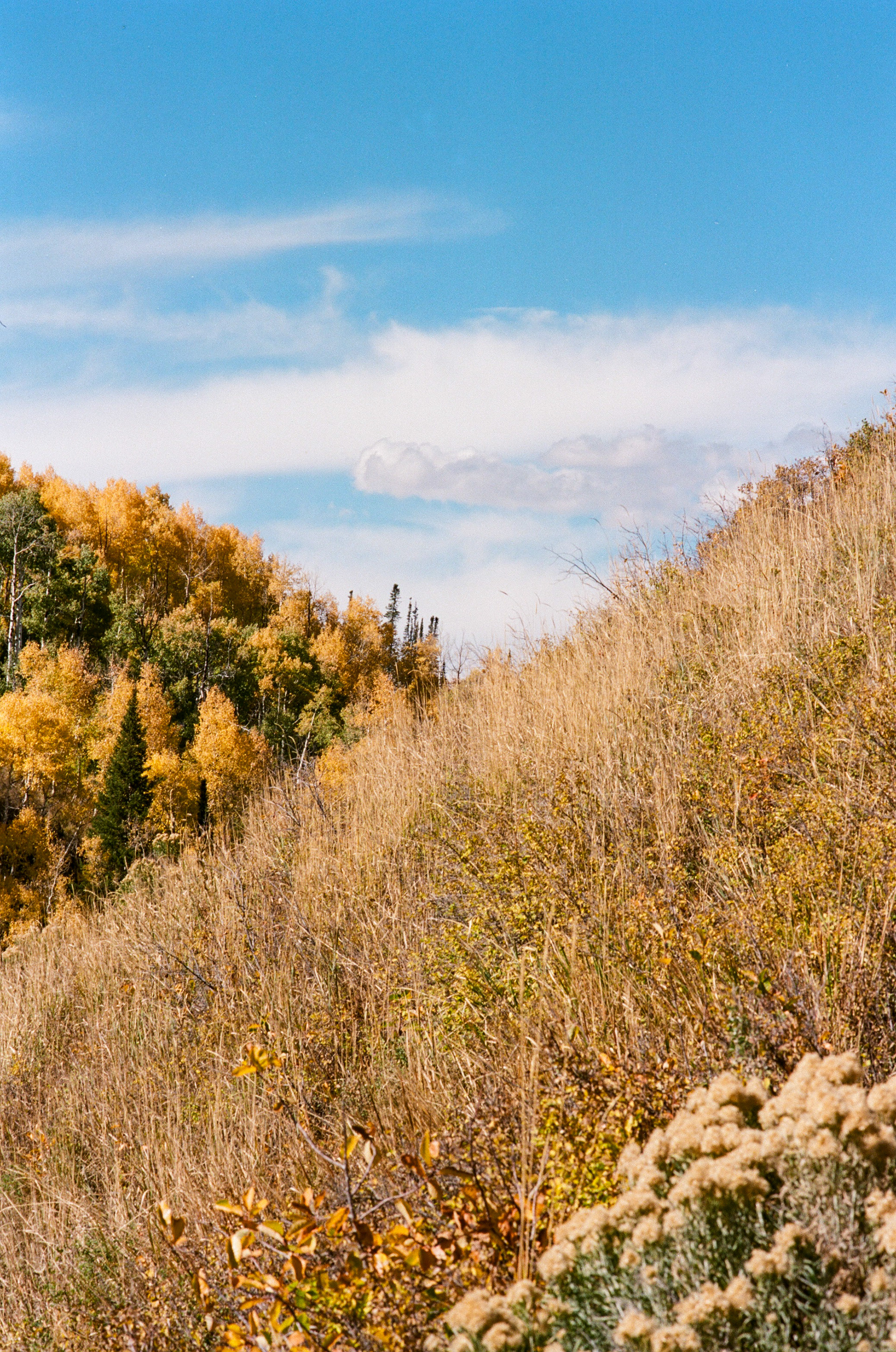 Autumn Overlap