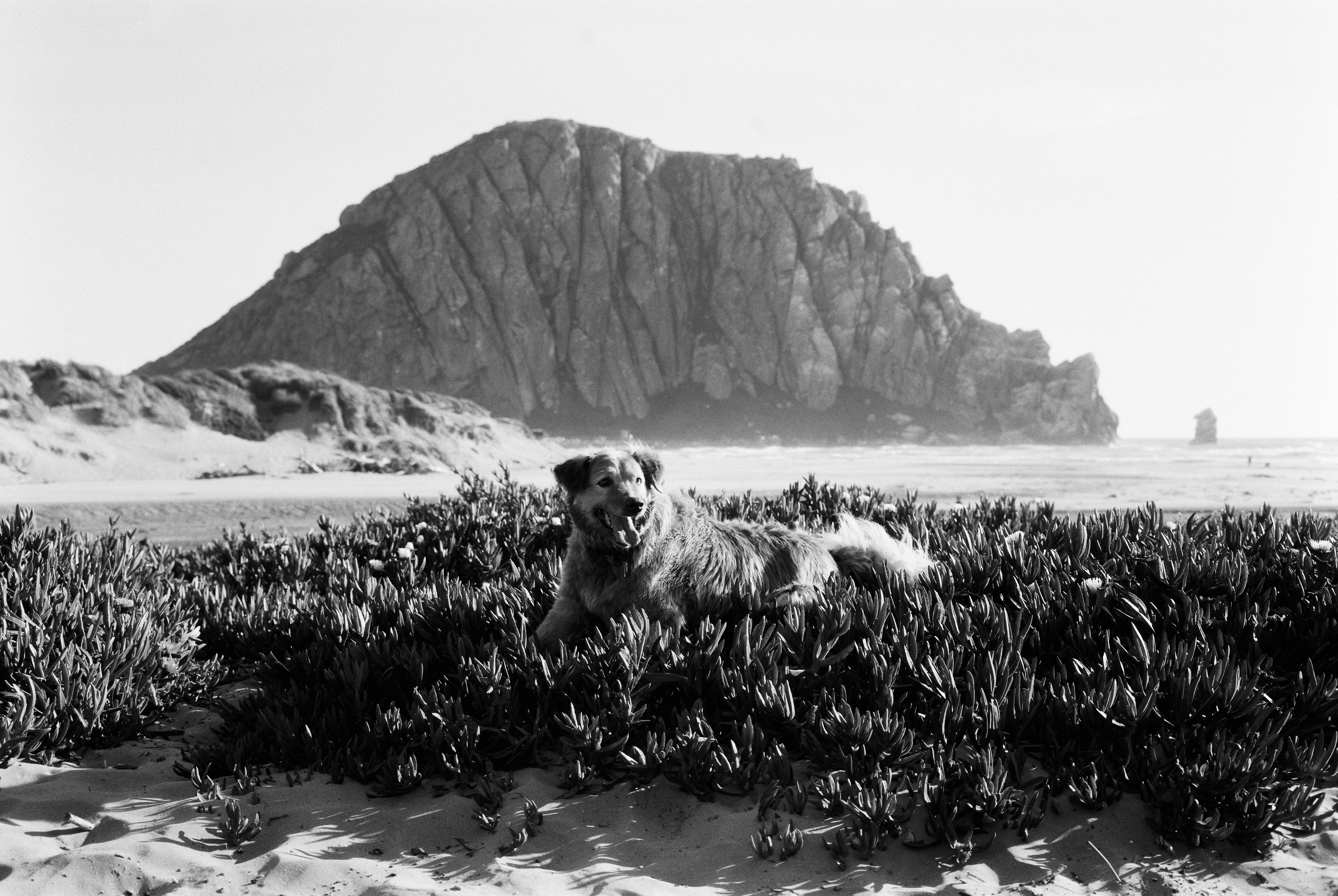 Dog at Morro Beach