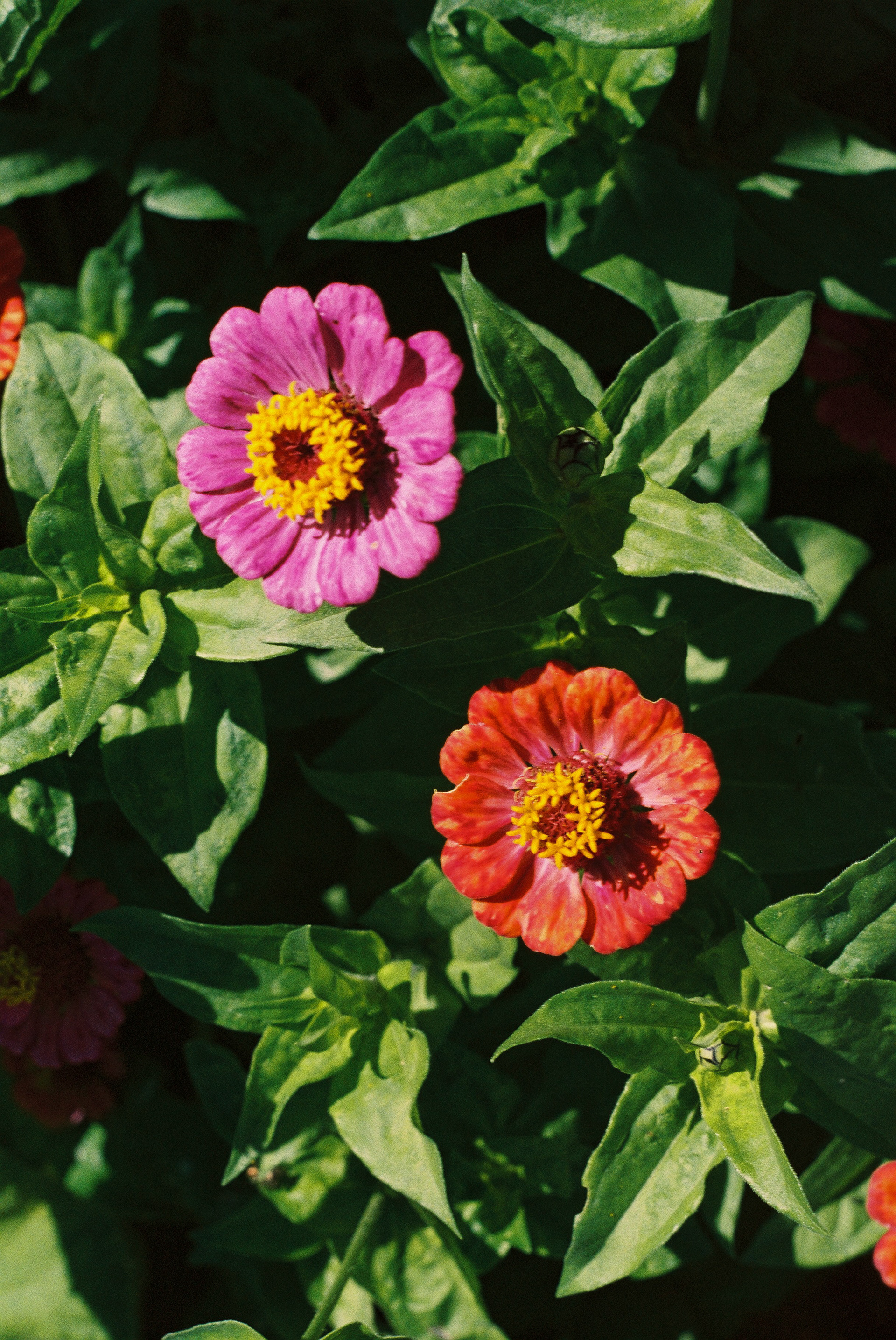 Red and Purple Zinnia