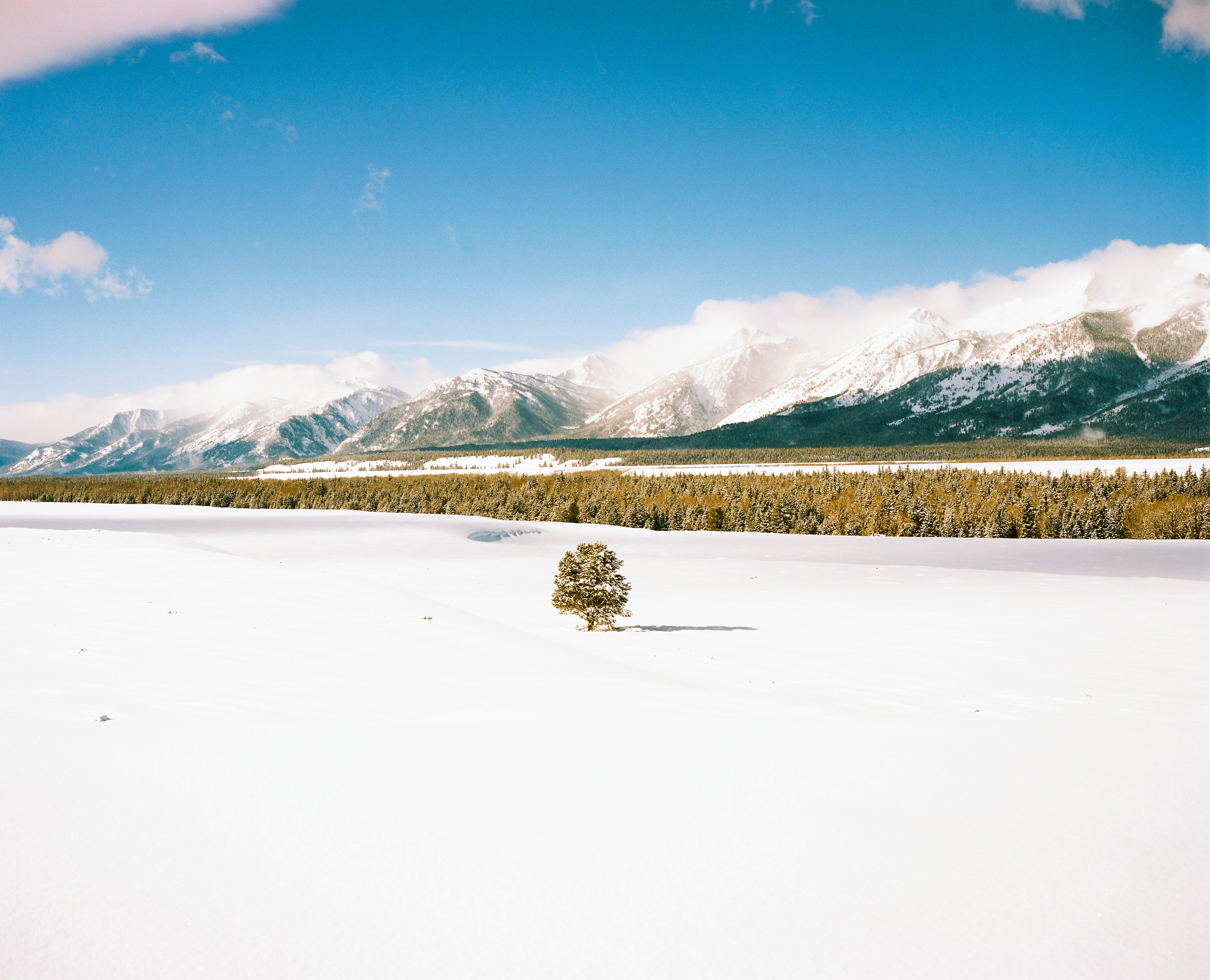 Lone Tree