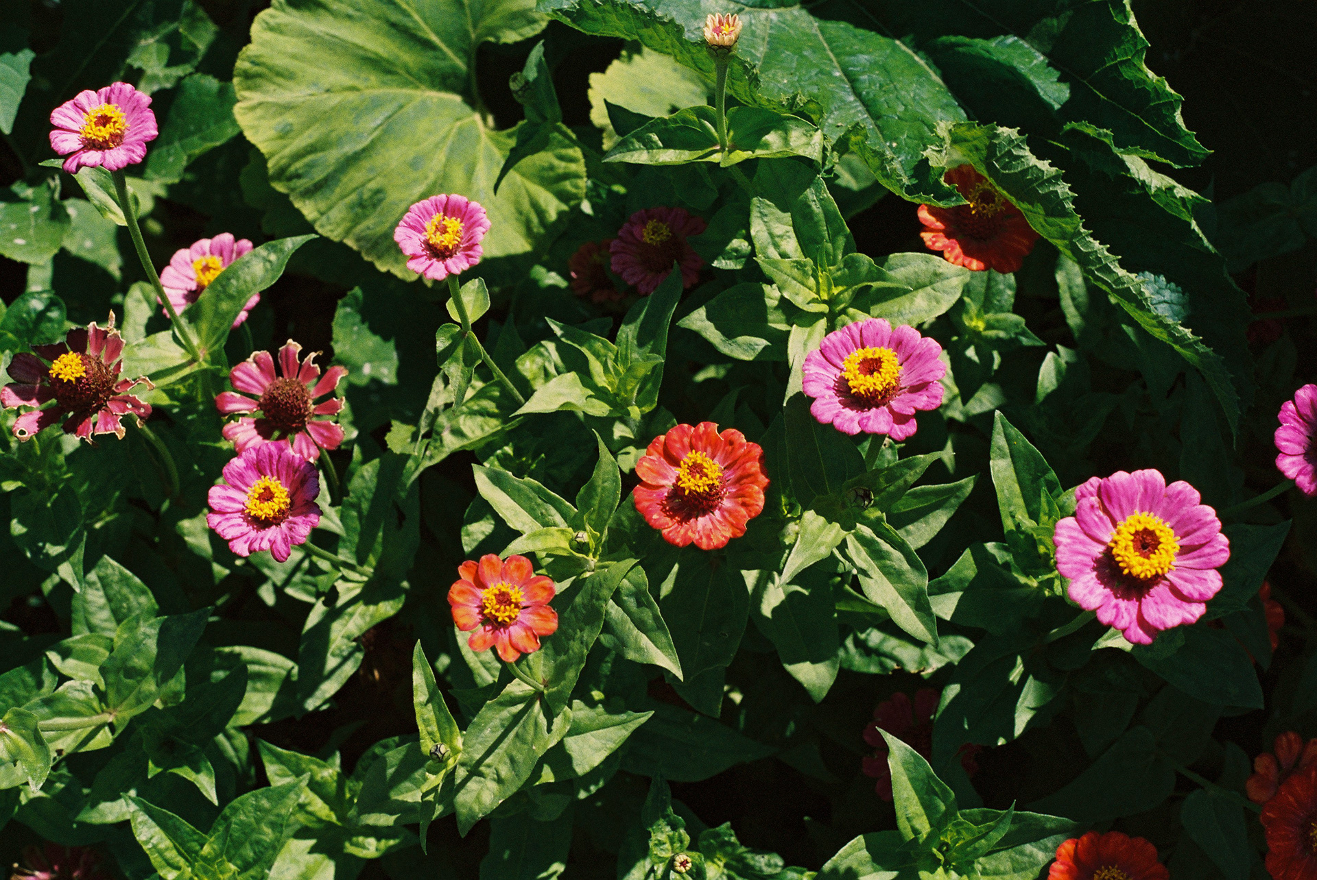 Red and Purple Zinnias