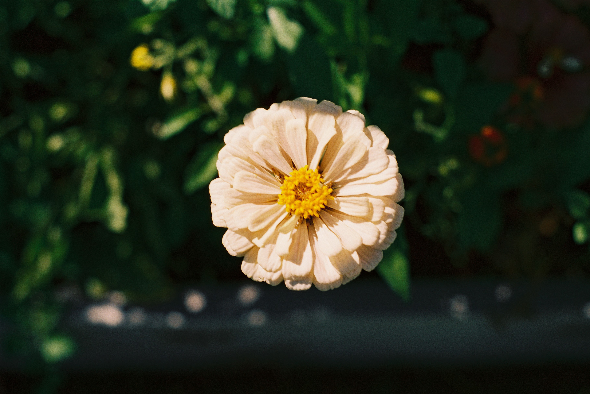 White Zinnia