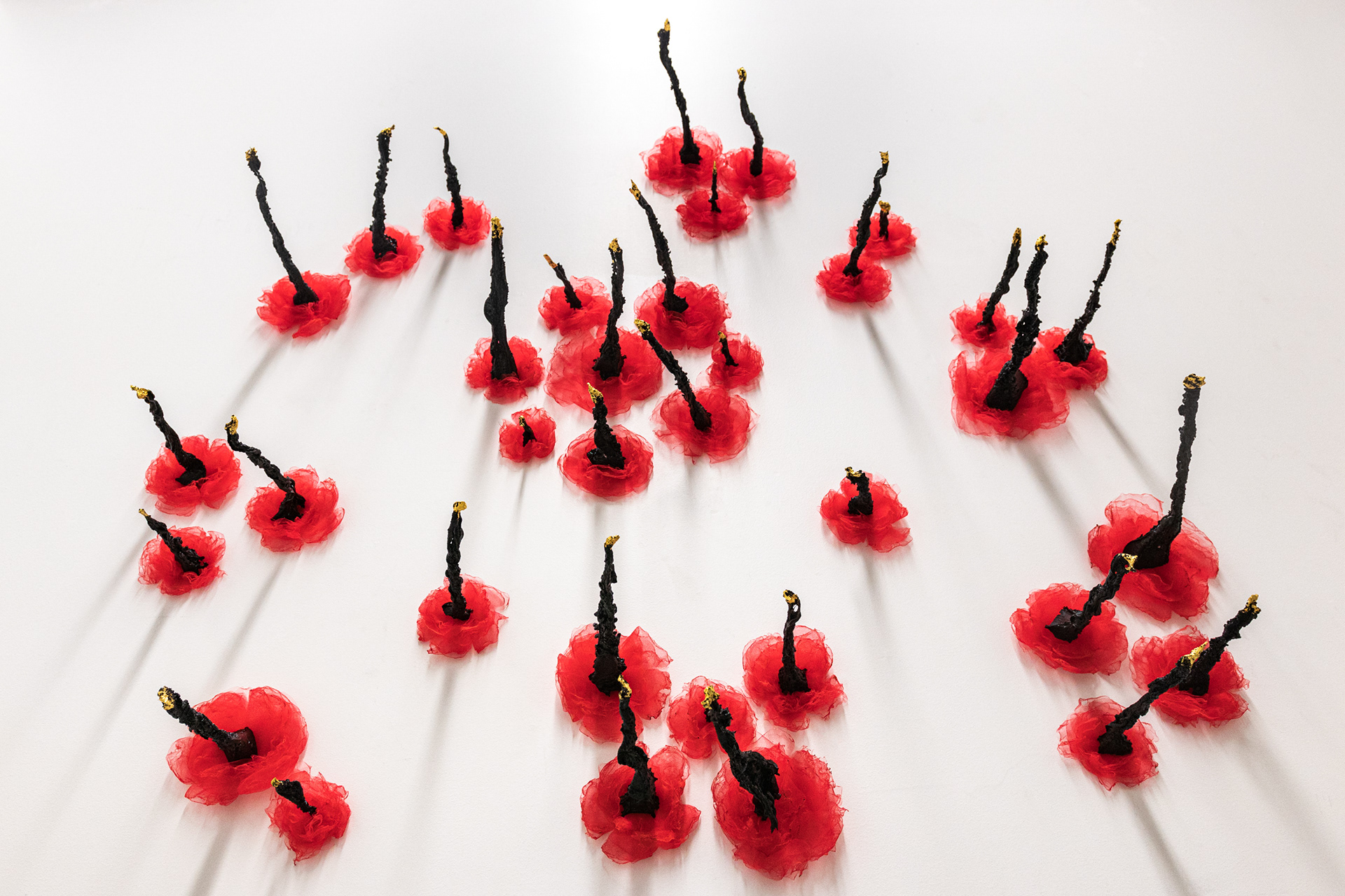 Roses