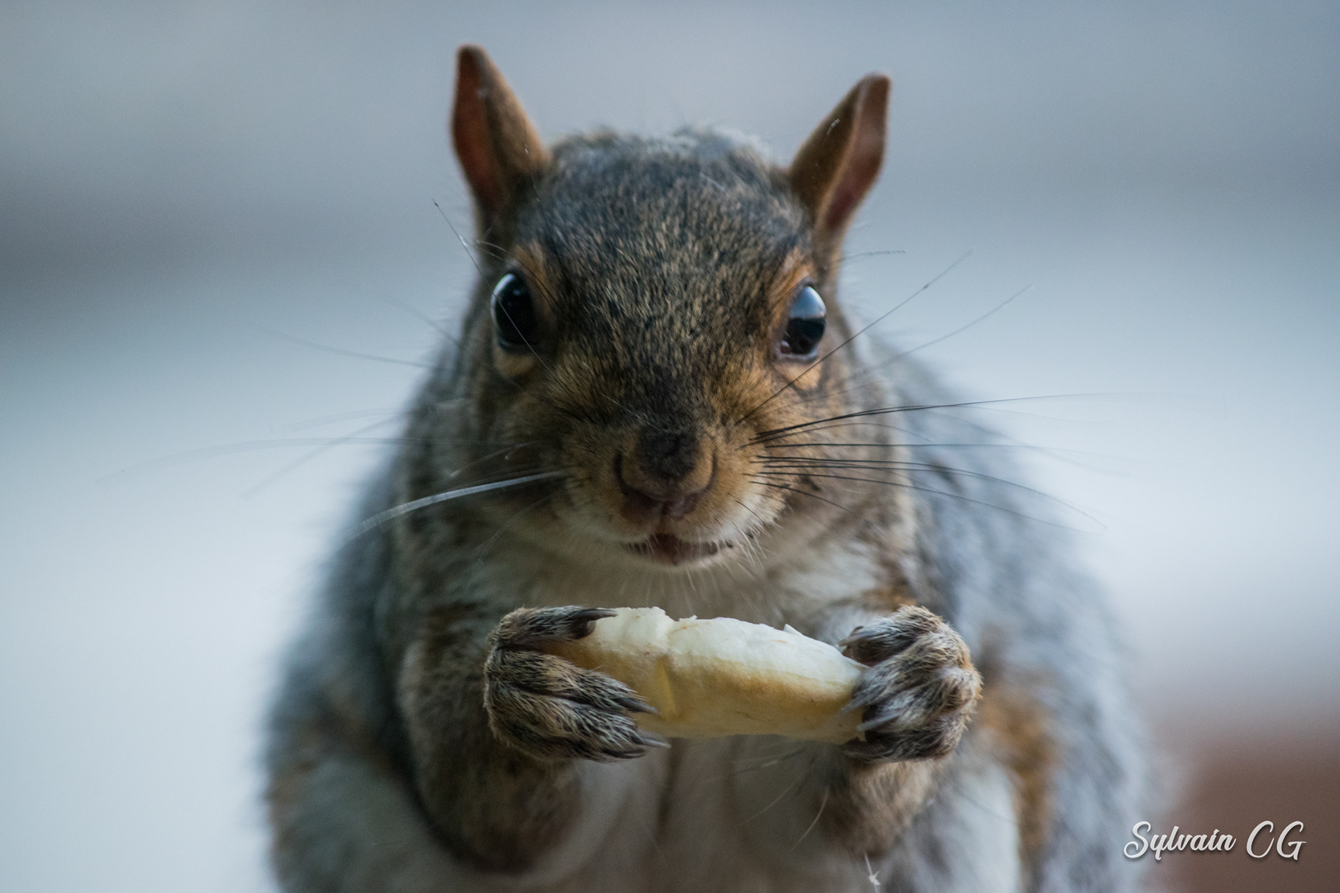 Squirrel