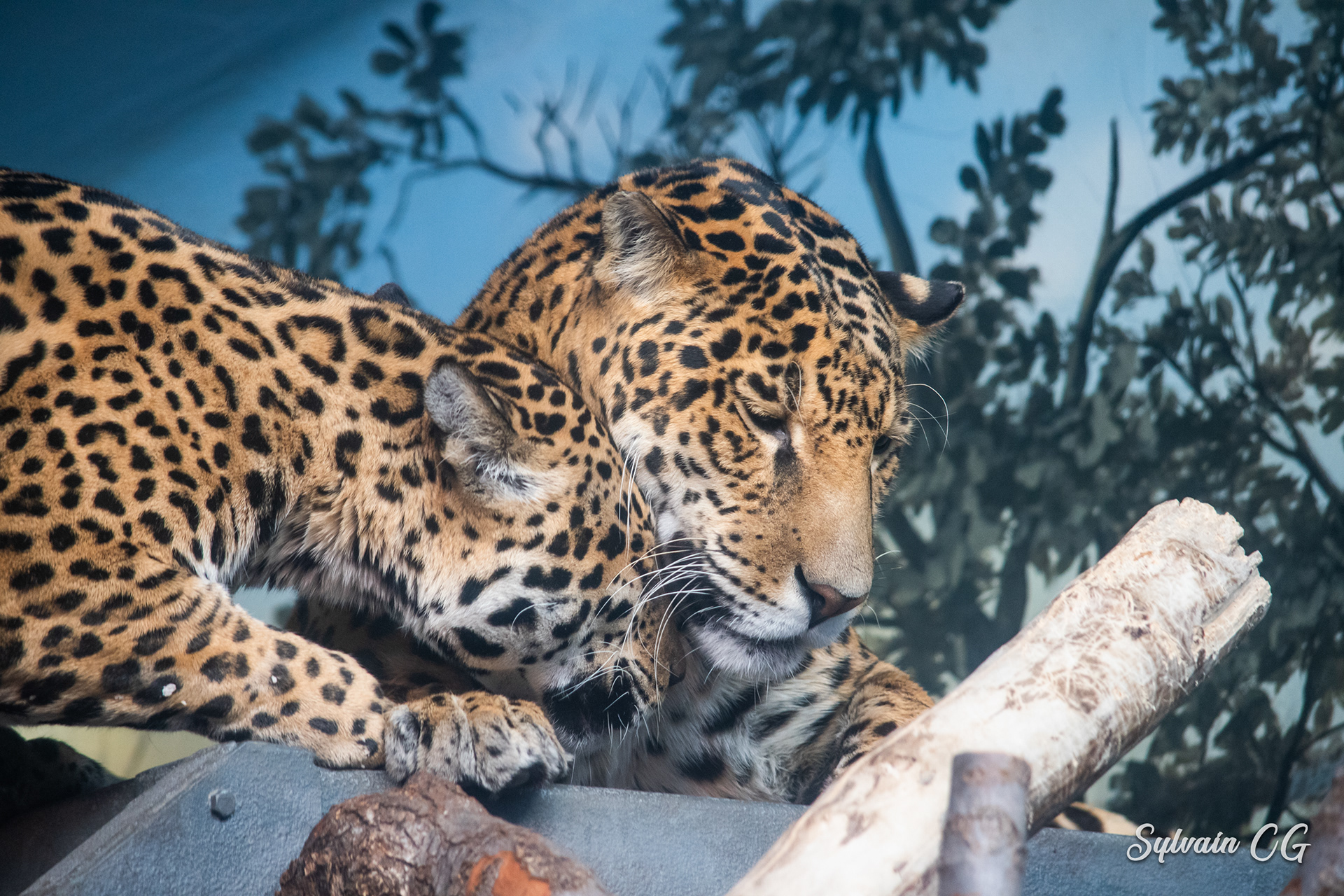Leopard - Granby zoo