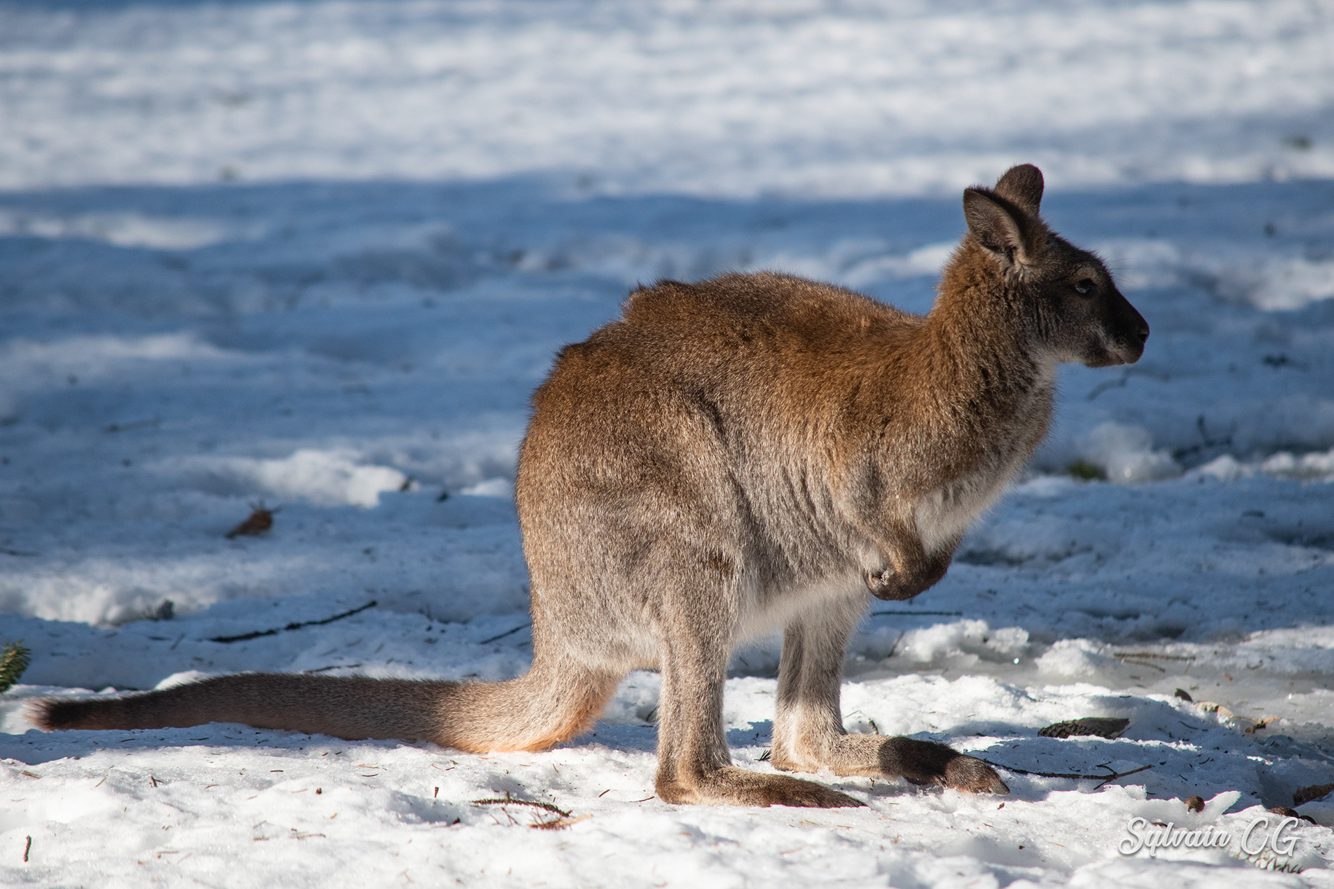 Kangaroo - Granby zoo