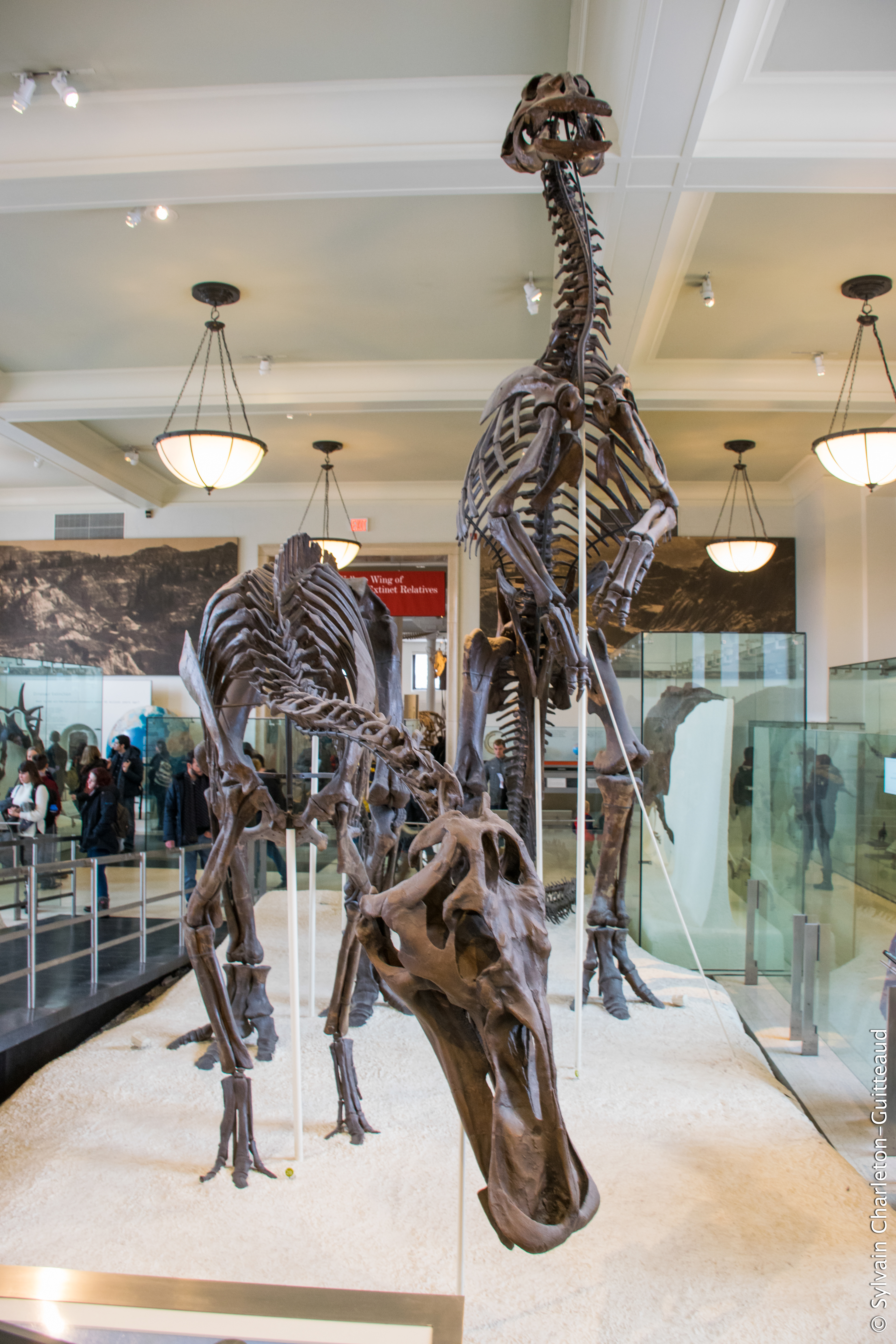 Museum of Natural History