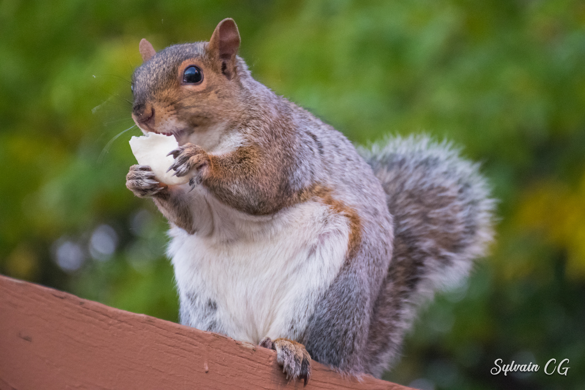 Squirrel