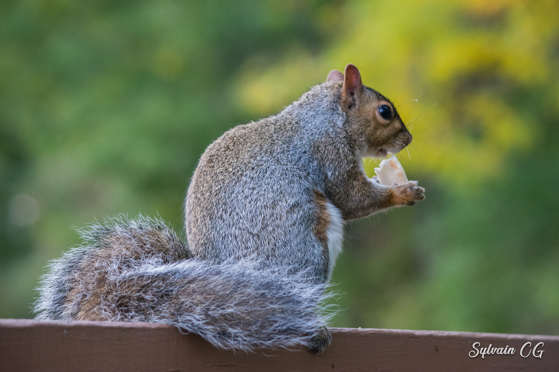 Squirrel