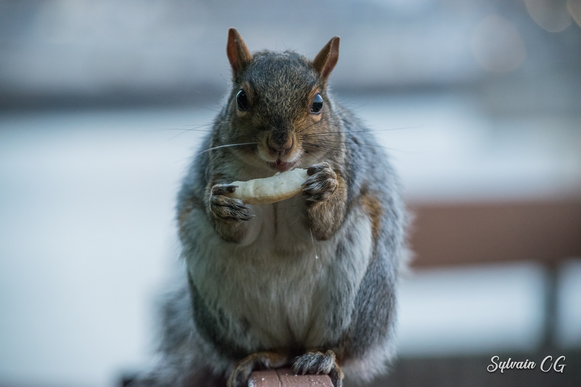 Squirrel