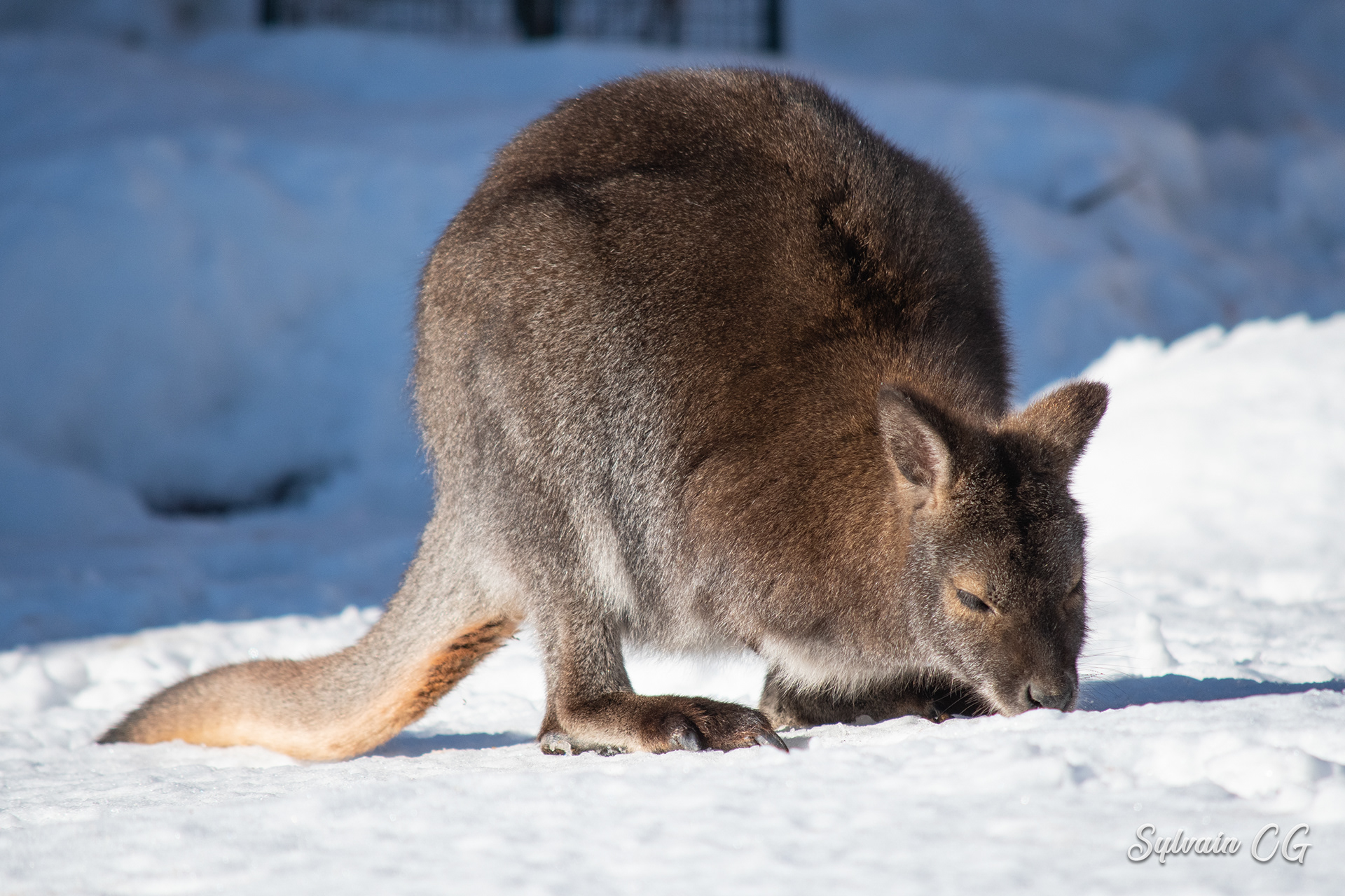Kangaroo - Granby zoo