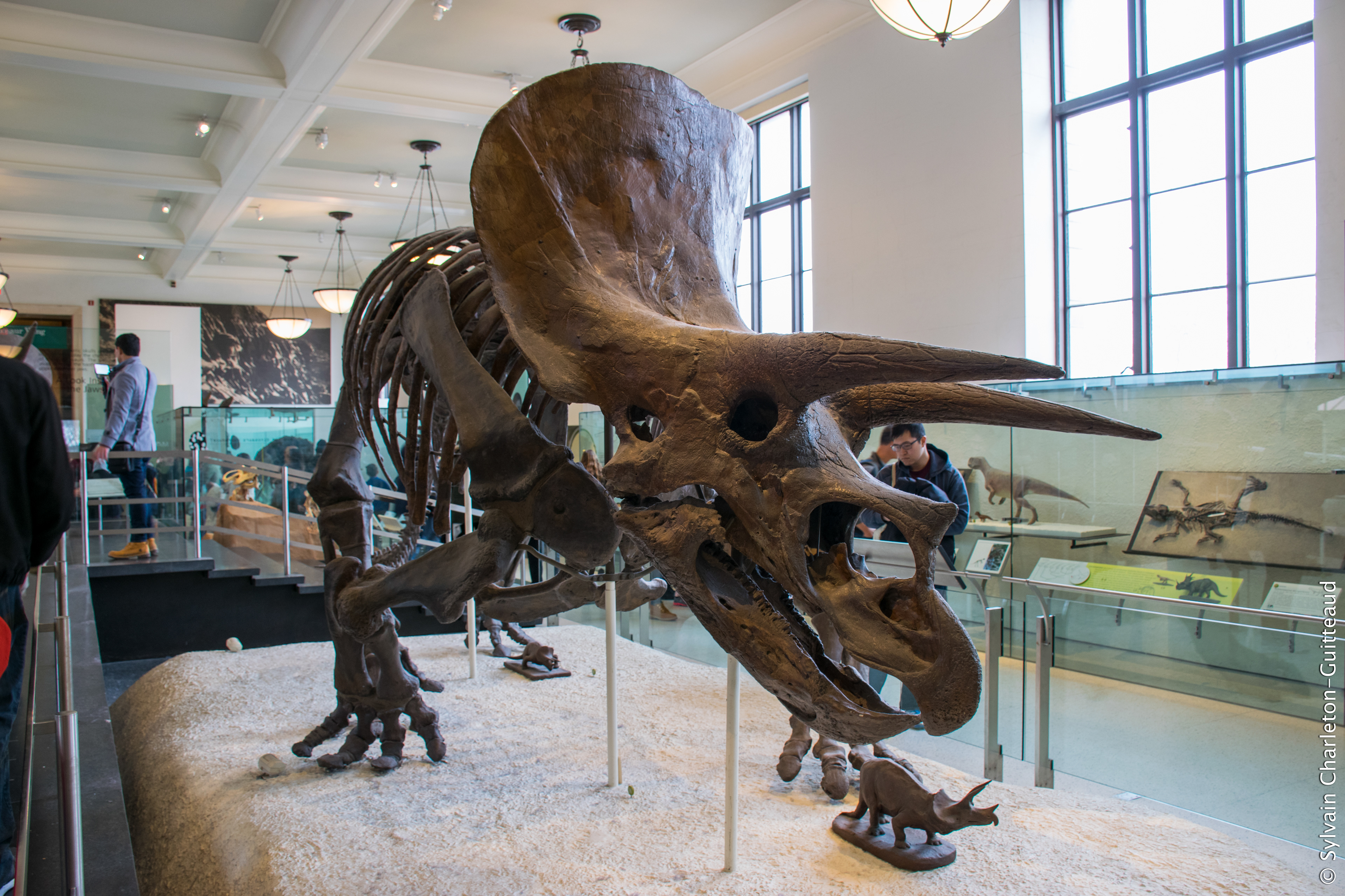 Museum of Natural History