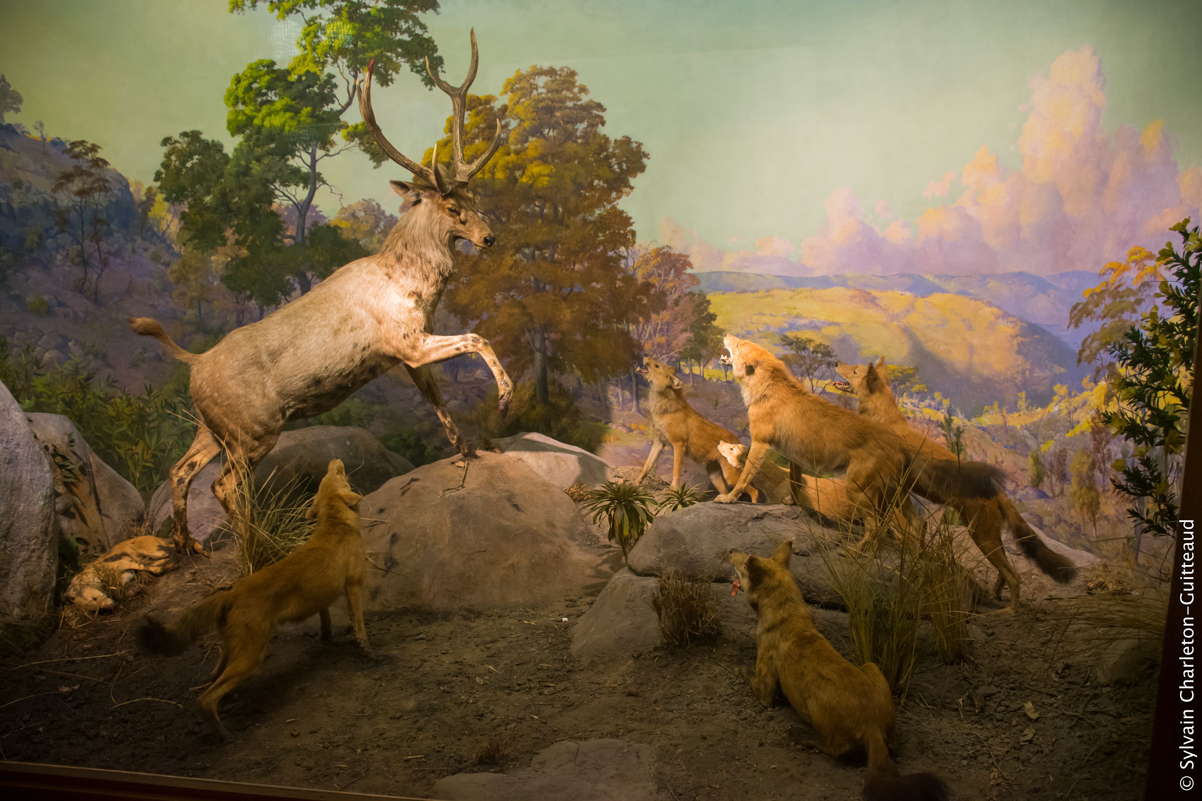 Museum of Natural History
