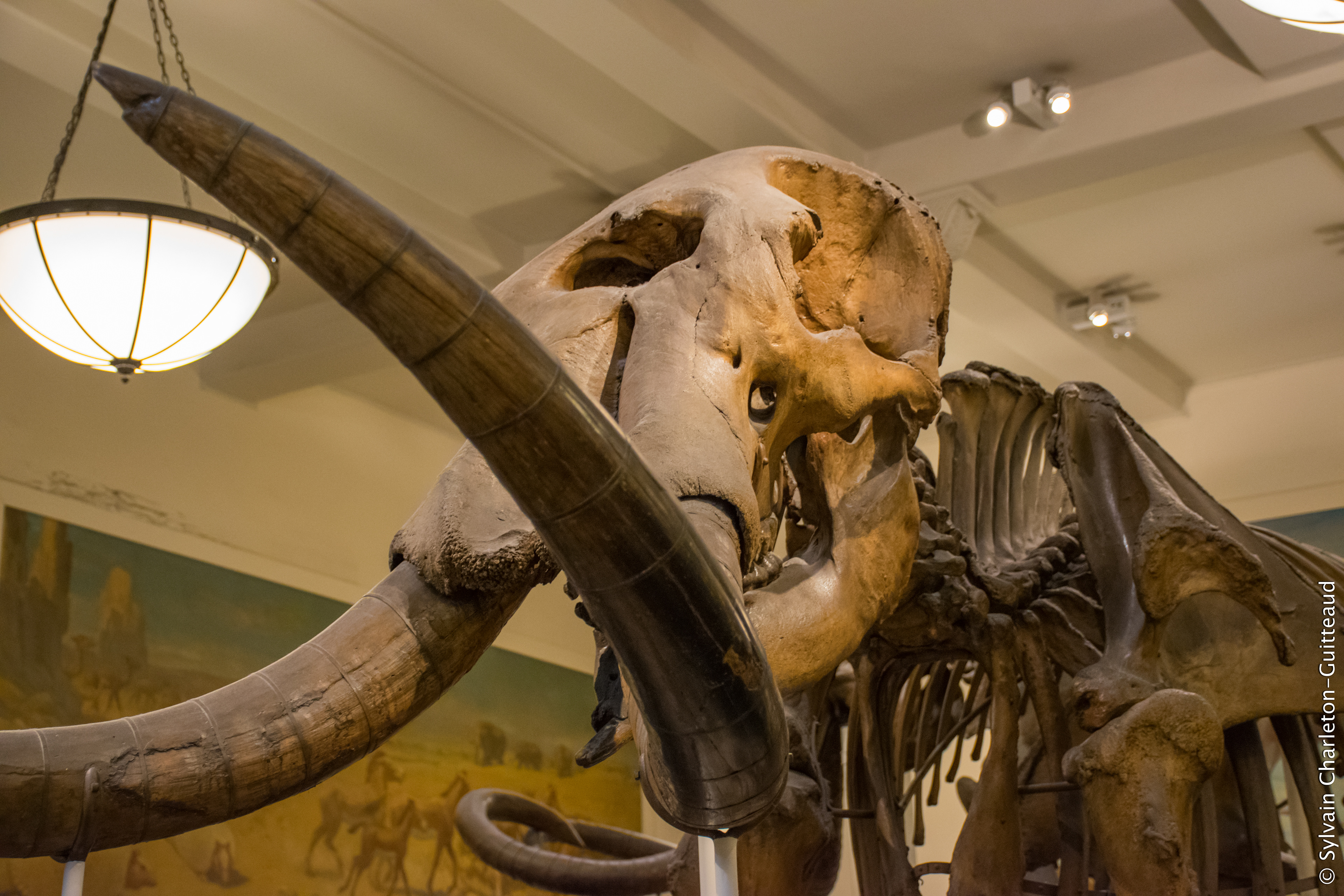 Museum of Natural History