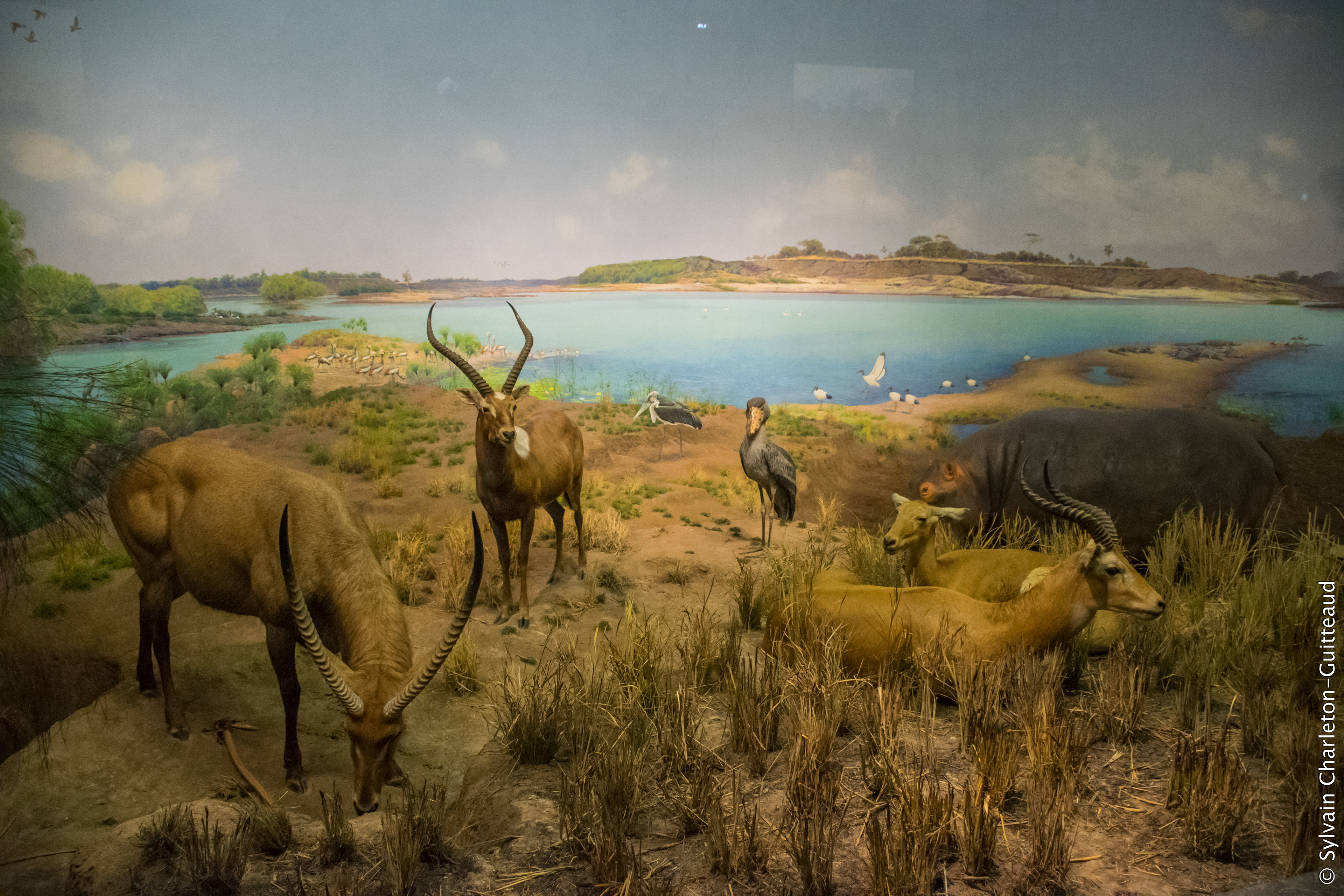 Museum of Natural History