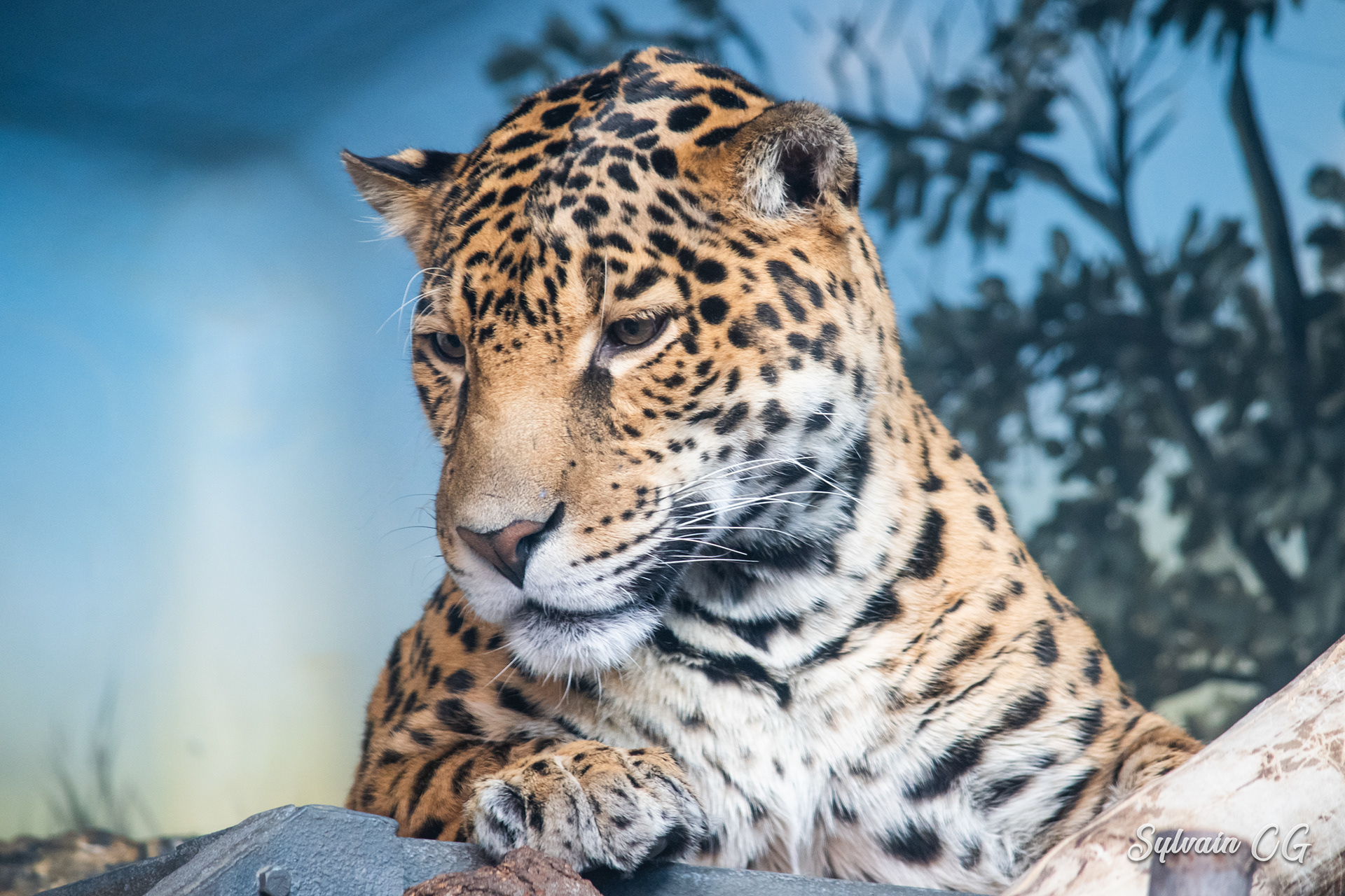 Leopard - Granby zoo