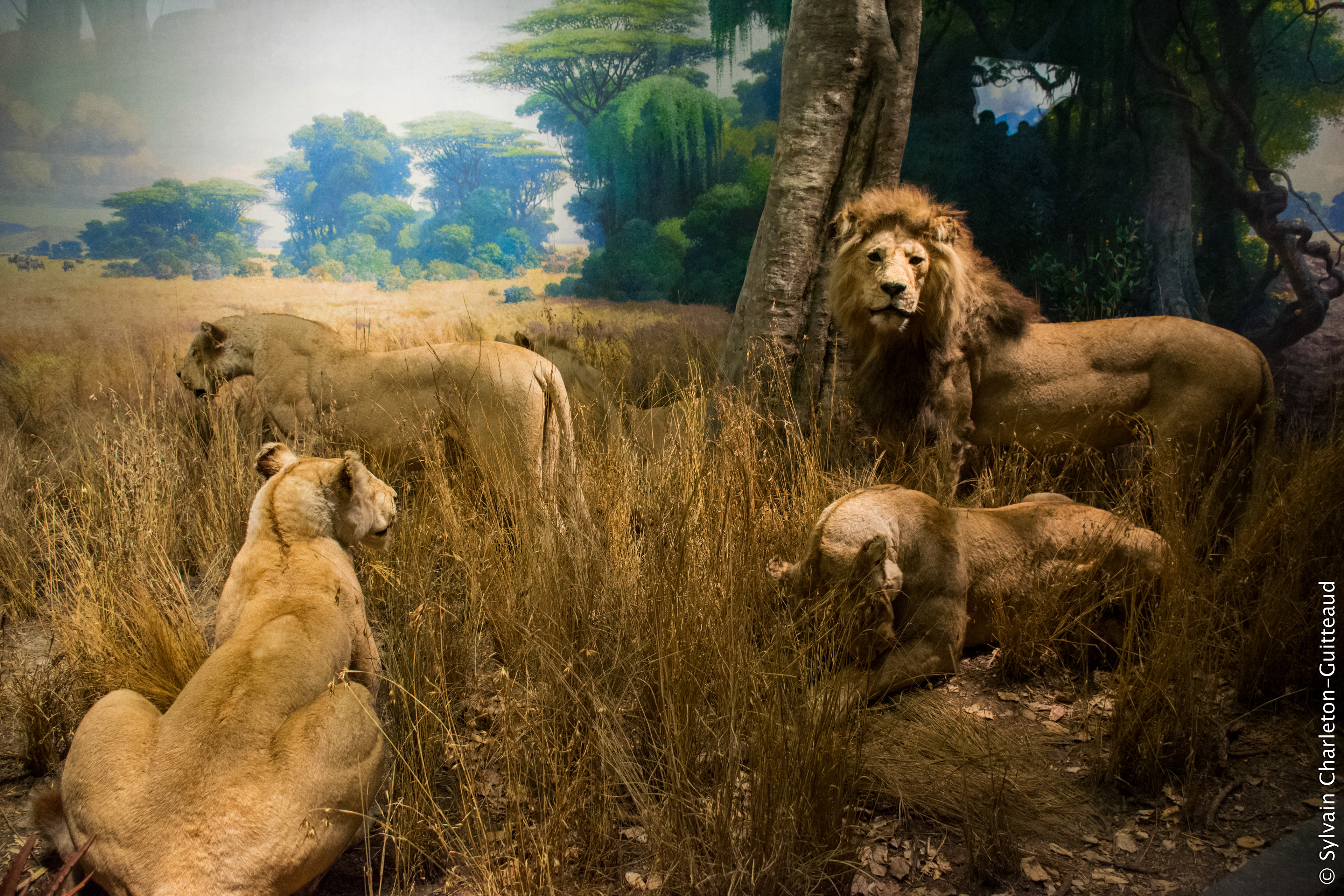 Museum of Natural History