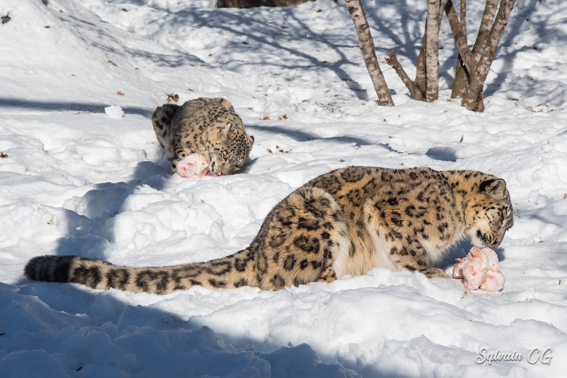 Leopard - Granby zoo