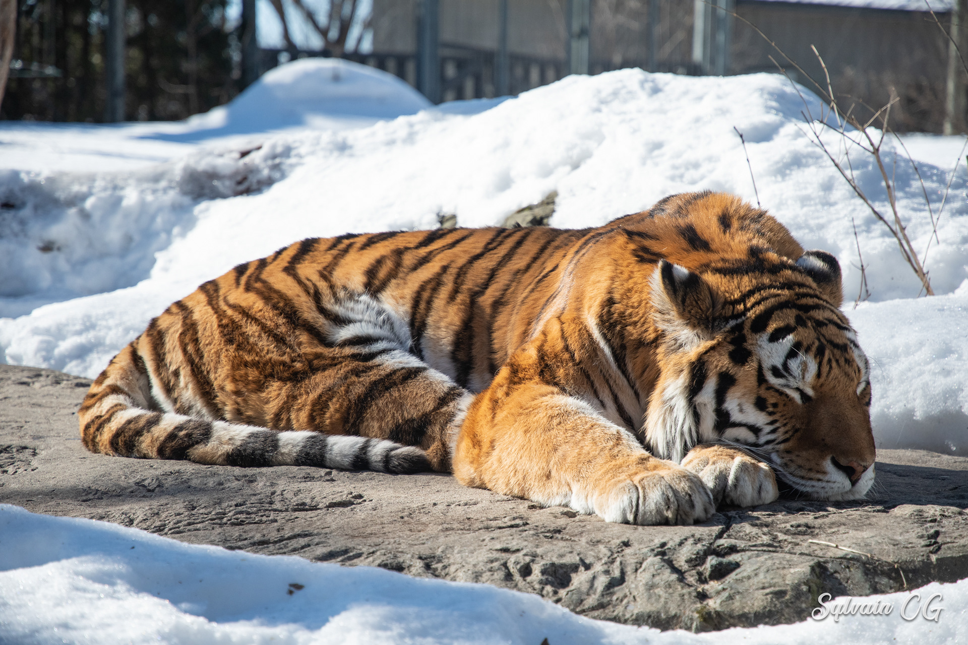 Tiger - Granby zoo