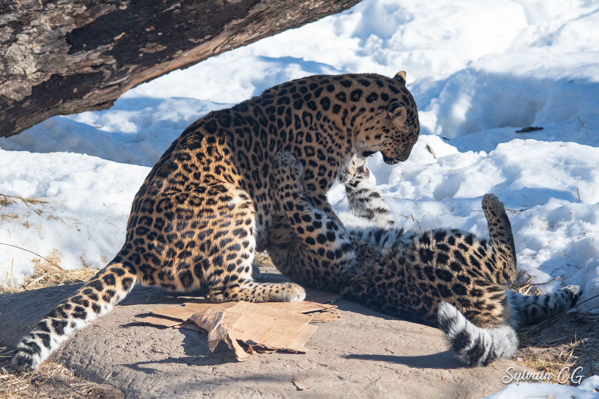 Leopard - Granby zoo