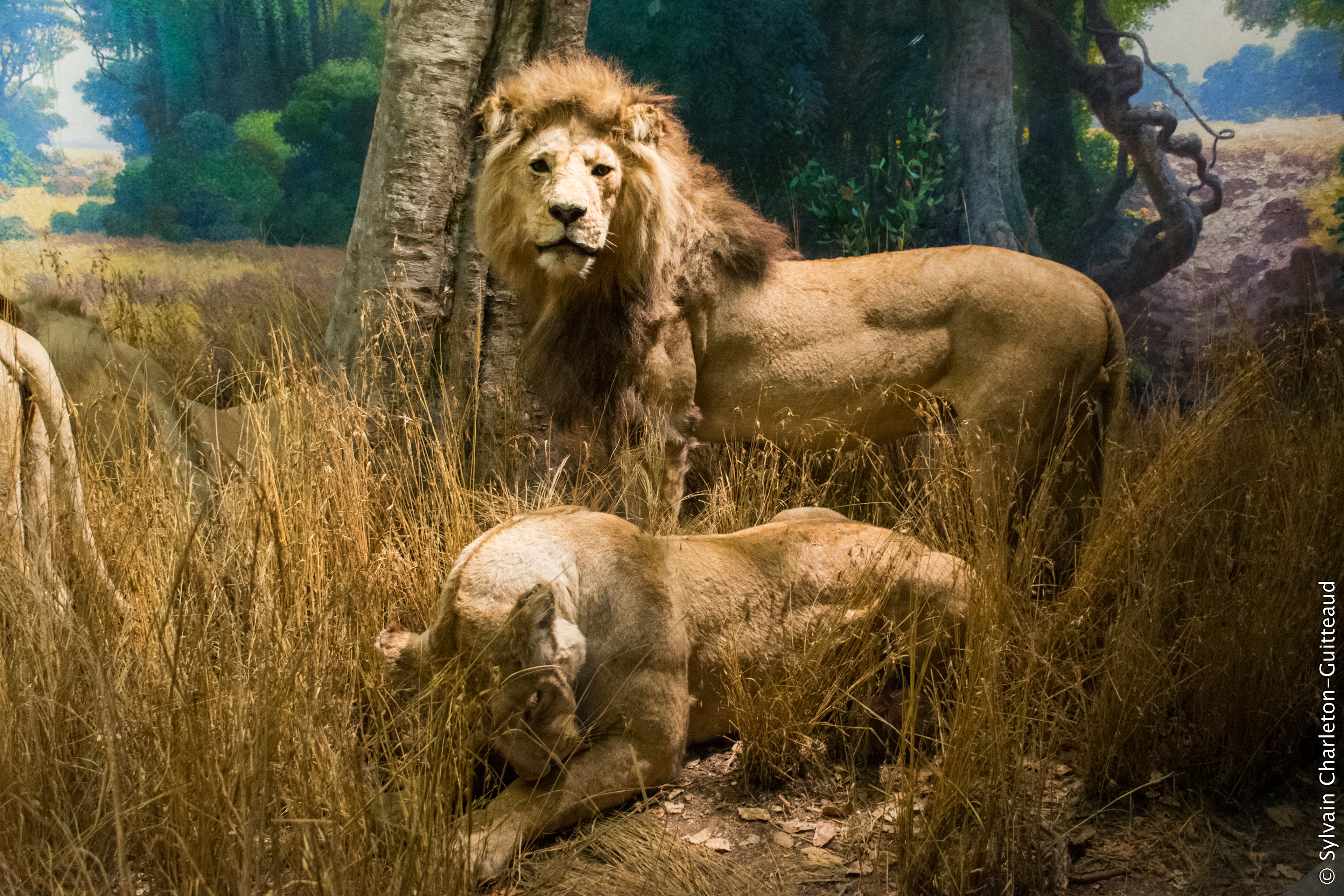 Museum of Natural History