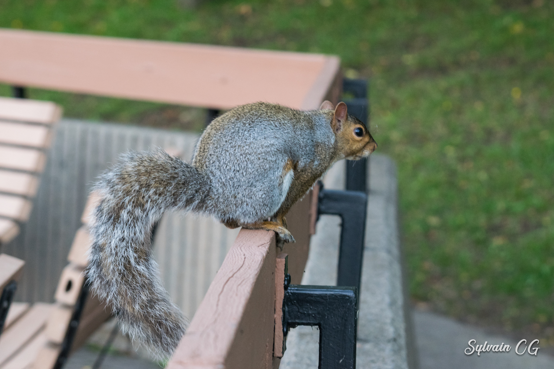 Squirrel - Dieppe Park