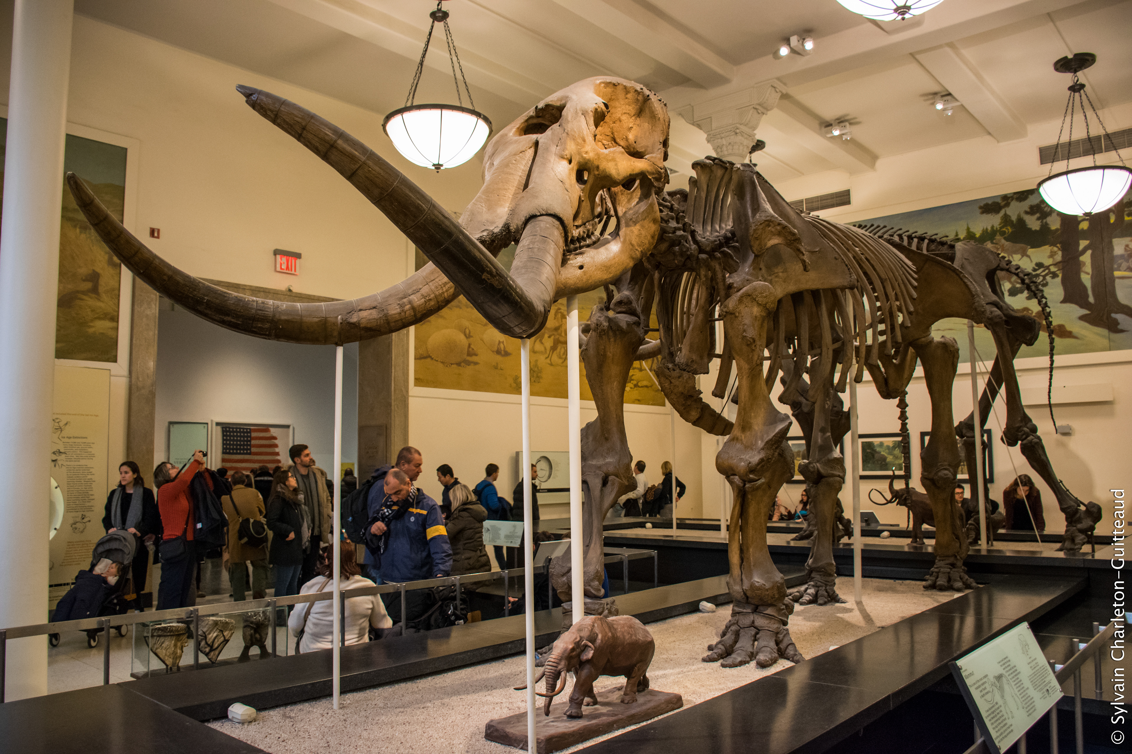 Museum of Natural History