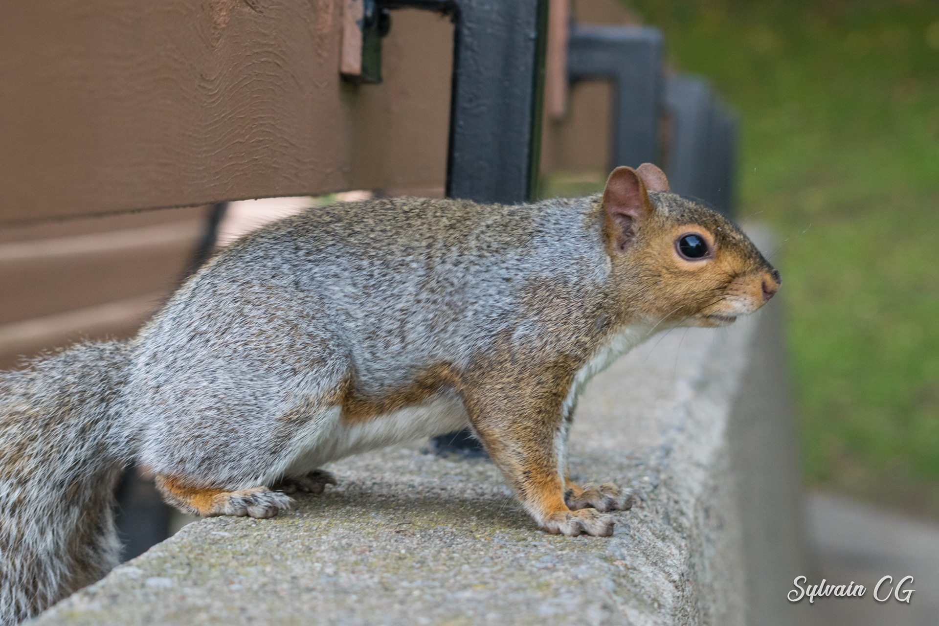 Squirrel