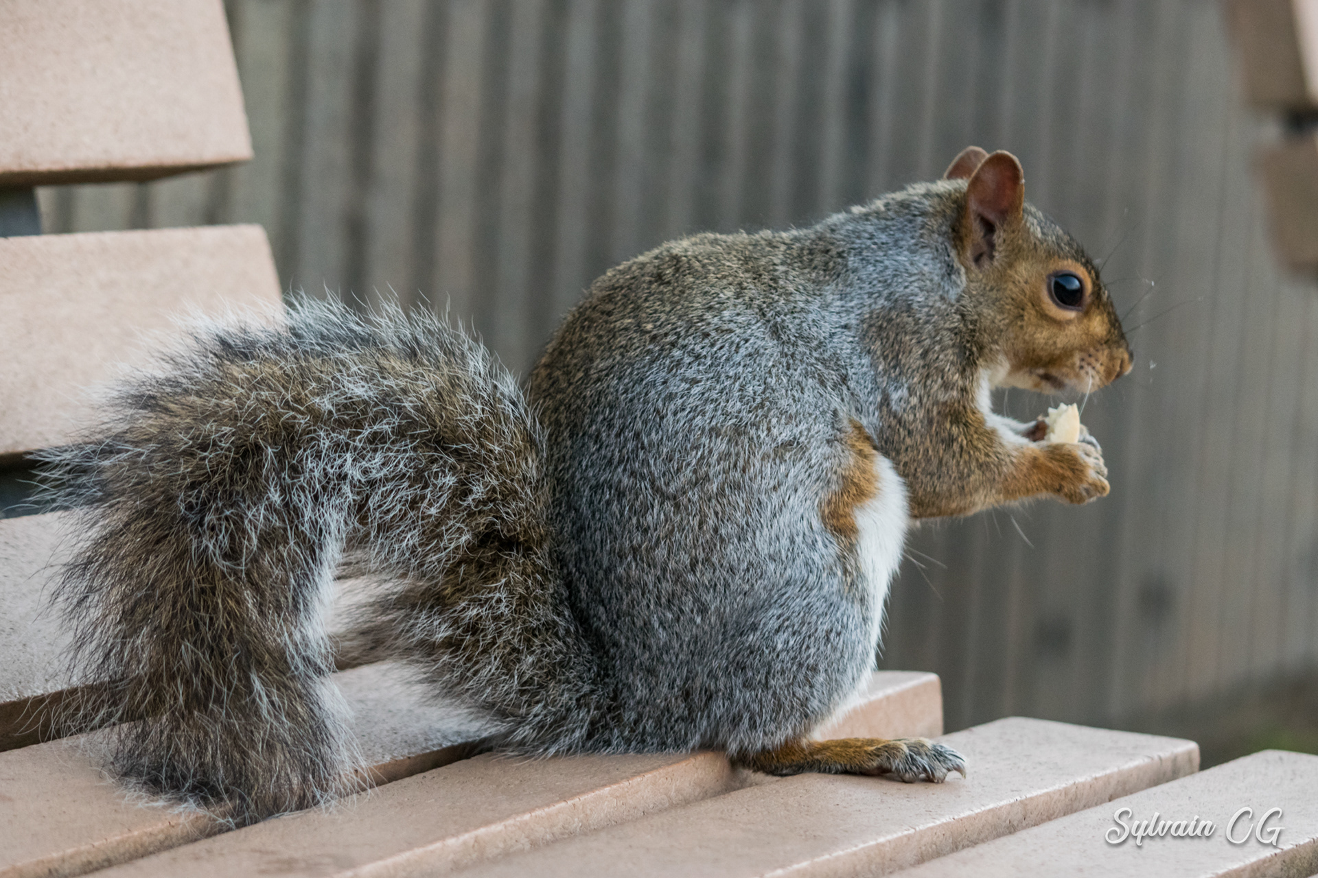 Squirrel