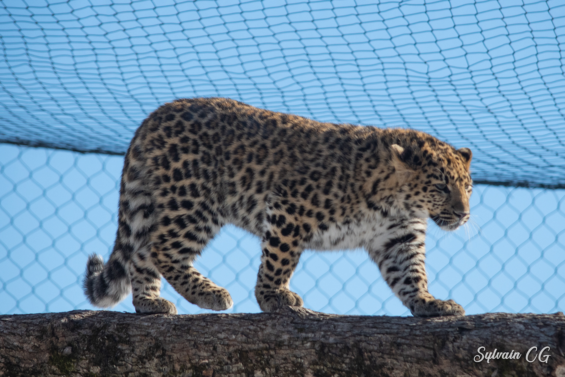 Leopard - Granby zoo
