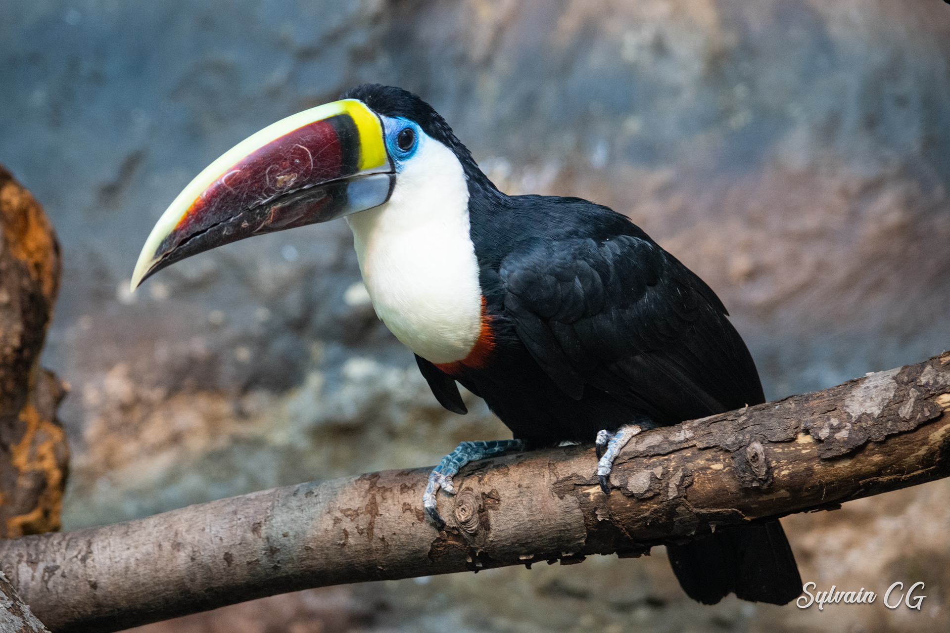 Toucan - Granby zoo