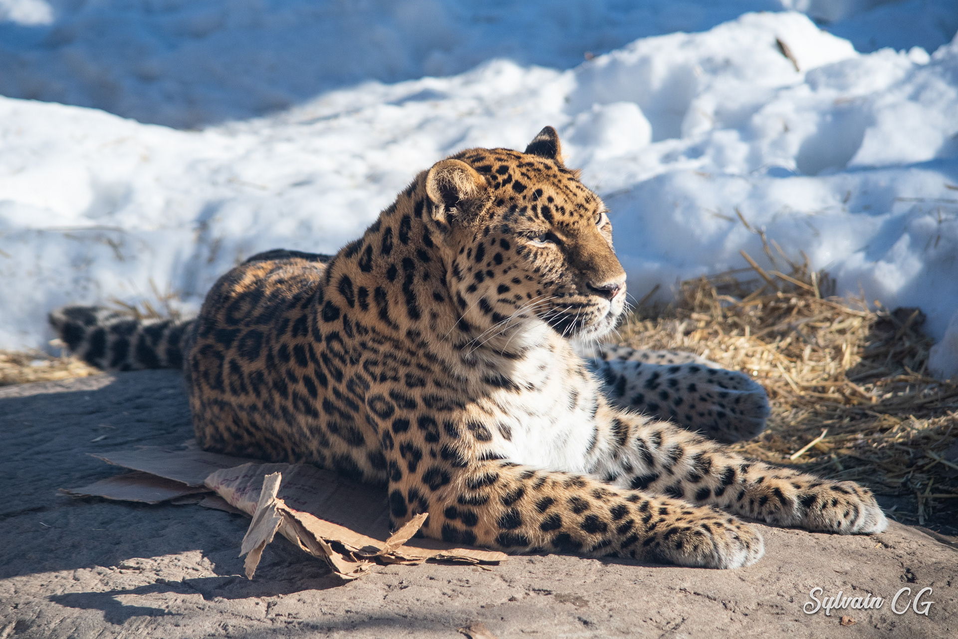 Leopard - Granby zoo
