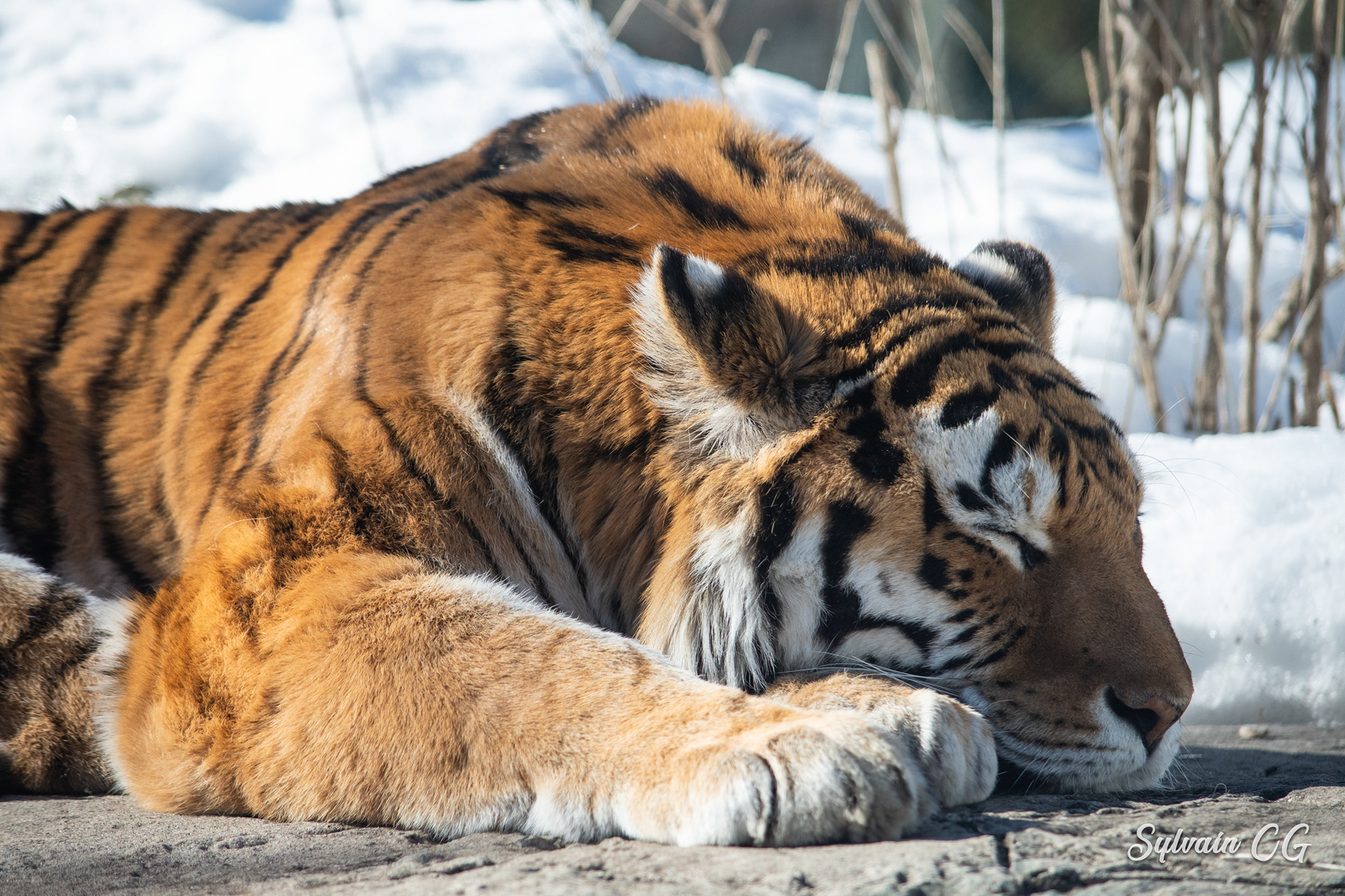 Tiger - Granby zoo