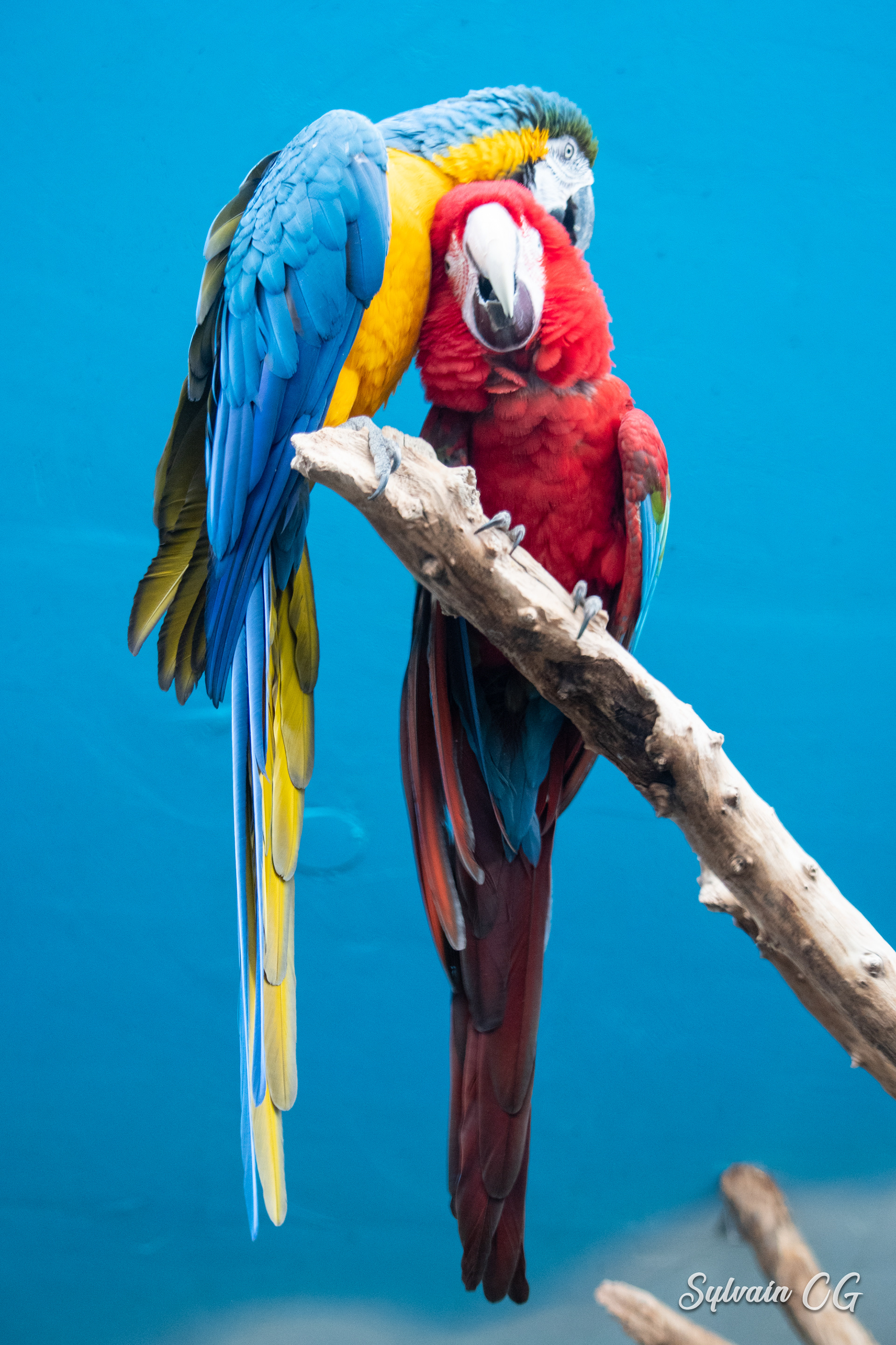 Parrot - Granby zoo