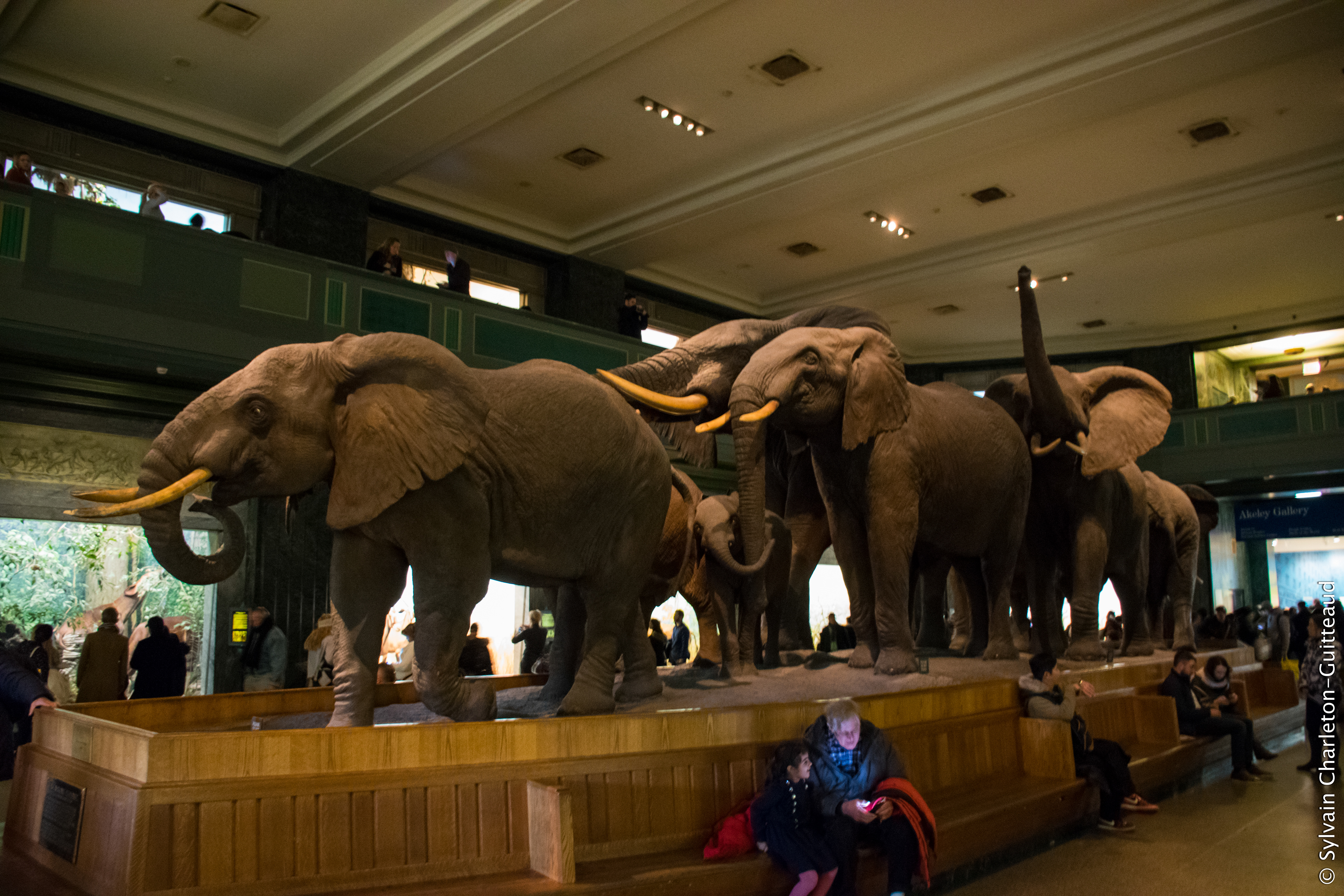 Museum of Natural History